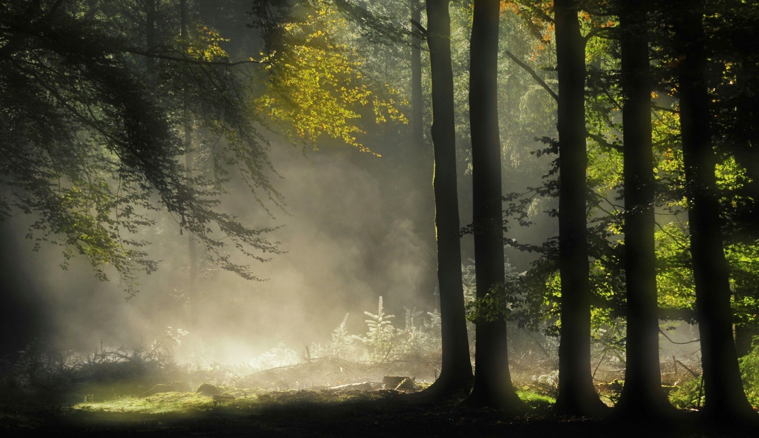 landscapes nature trees dawn grass mist enchanted light | 3D ...