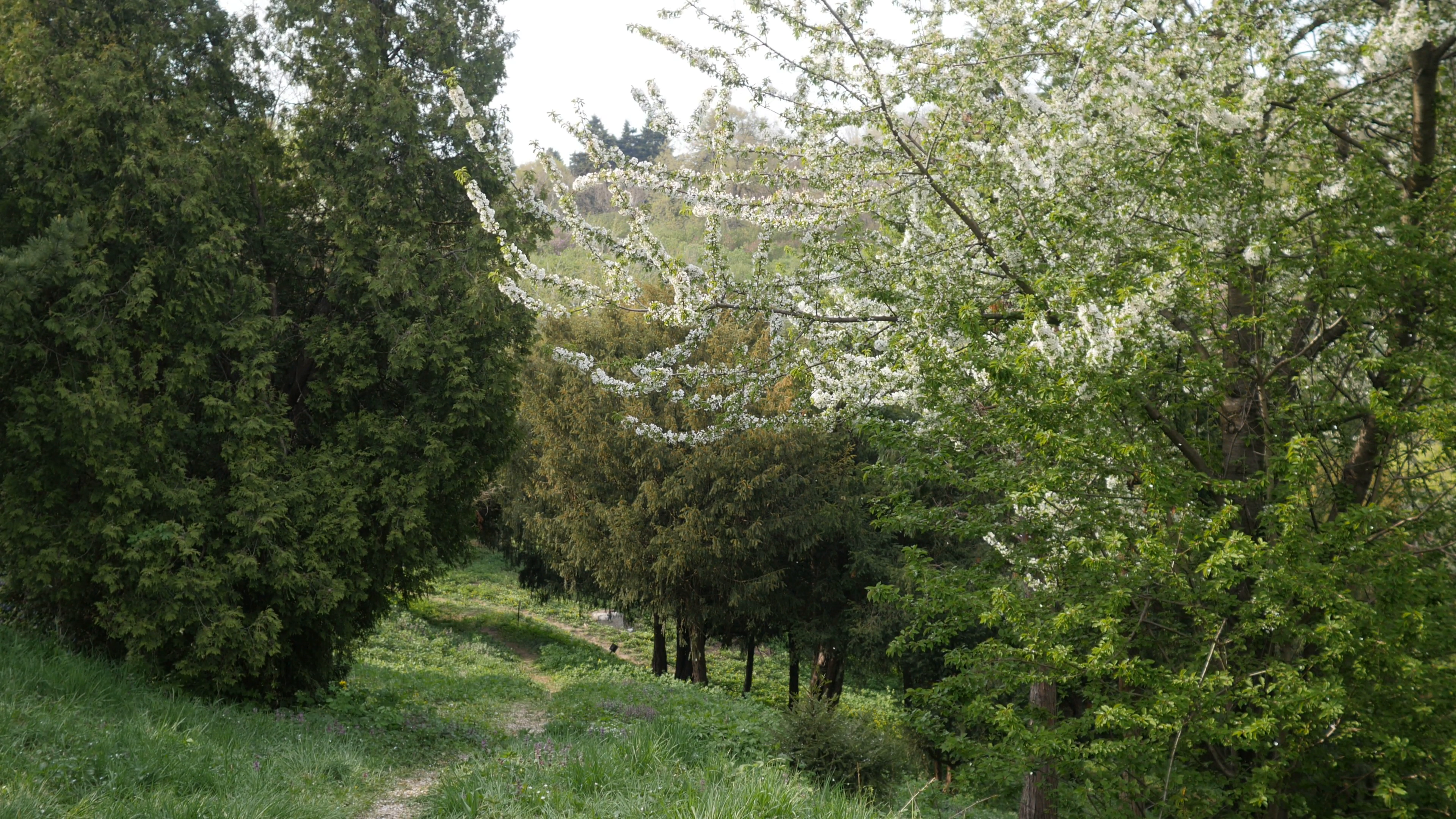 The Spring Forest From The Trees Fall Petals green grass in the ...