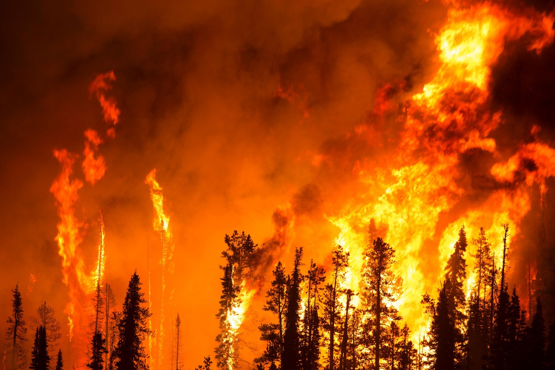 Forest Fire Free Stock Photo - Public Domain Pictures