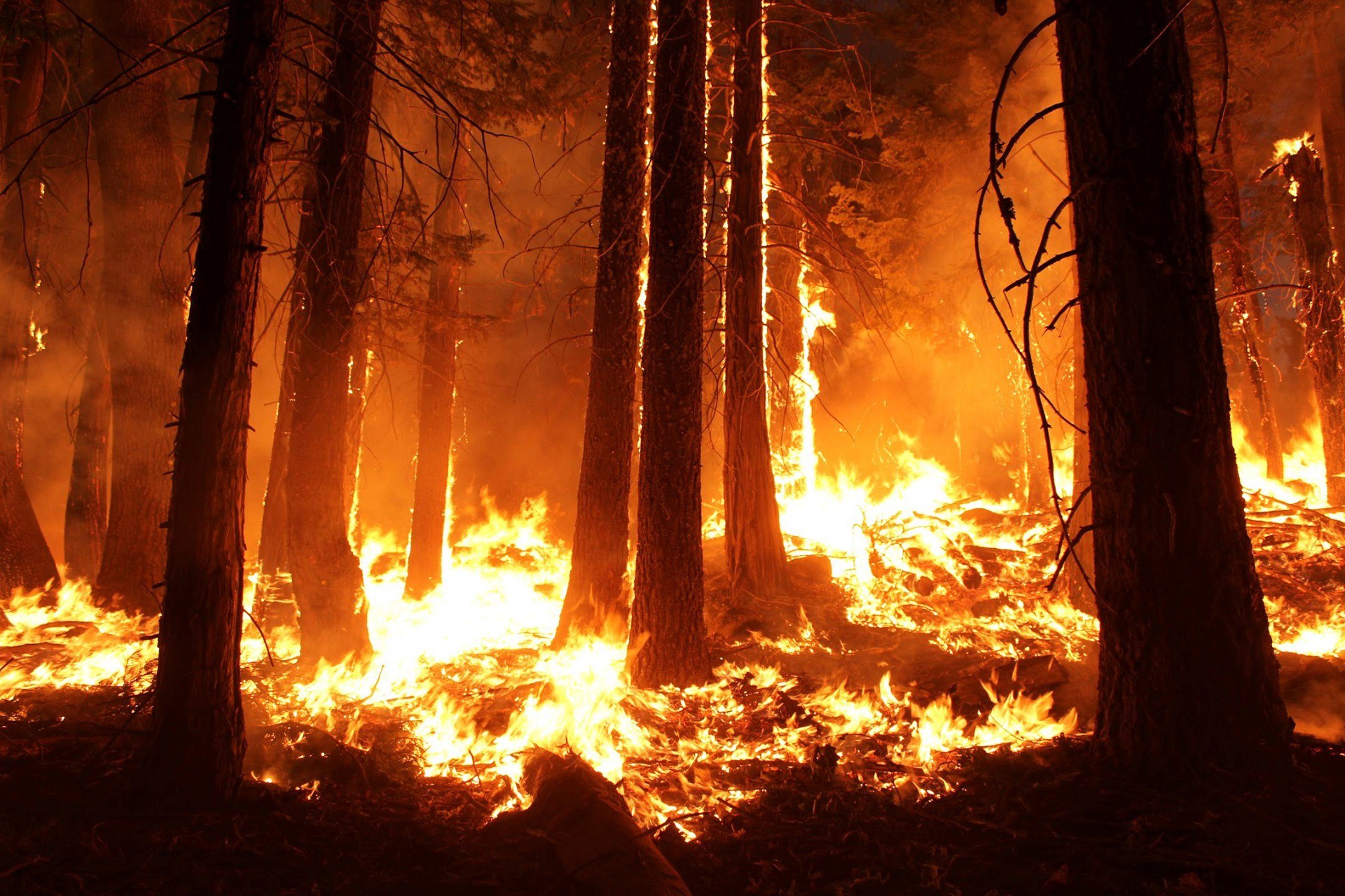 Wildfire Destruction — A Random Forest Classification of Forest Fires
