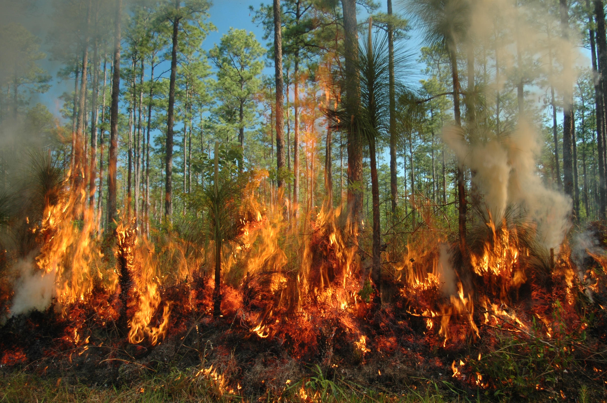 Scientists to burn Ozark forest to see if fire creates better places ...