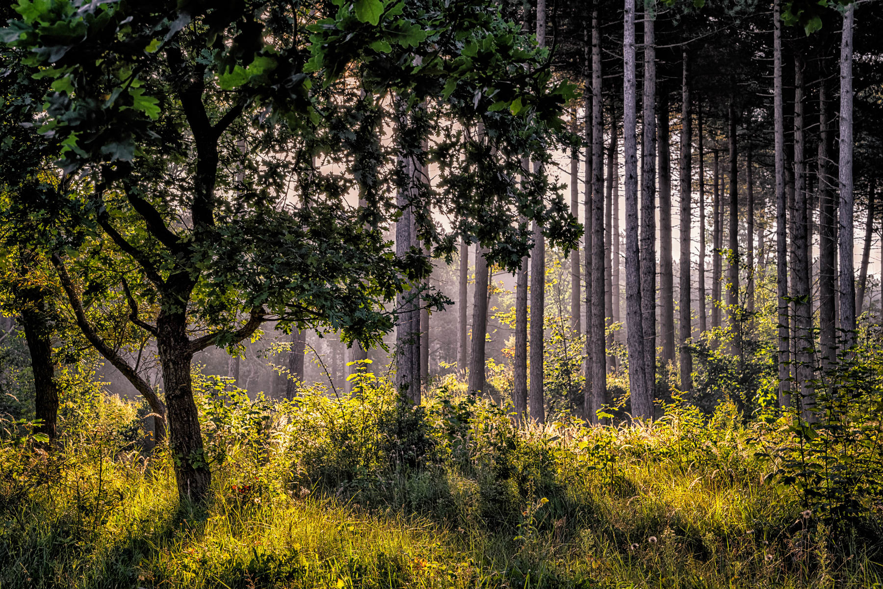 sunny forest floor | Stan Schaap PHOTOGRAPHY