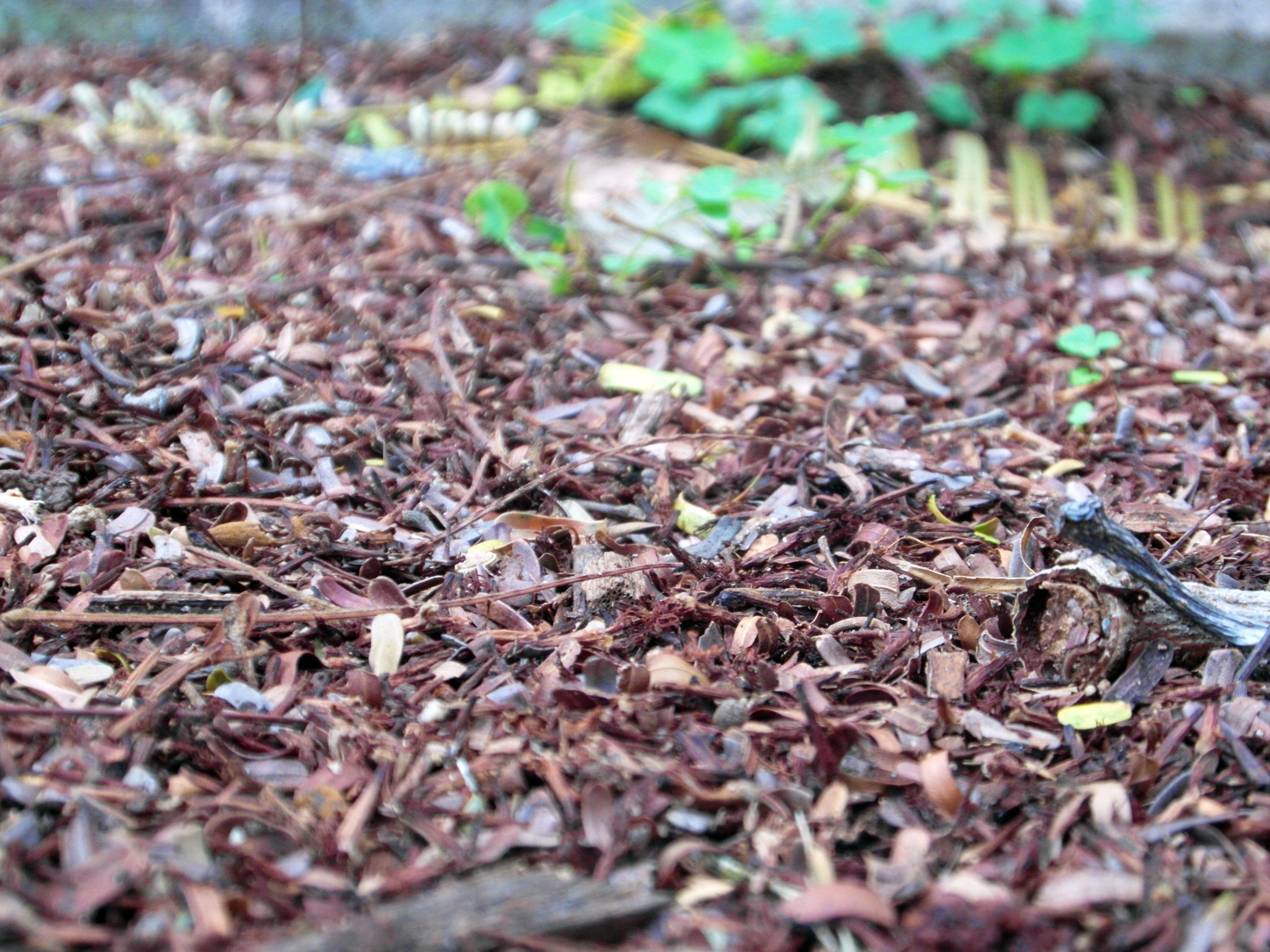 Forest Floor, Autumn, Ground, Wood, Twig, HQ Photo