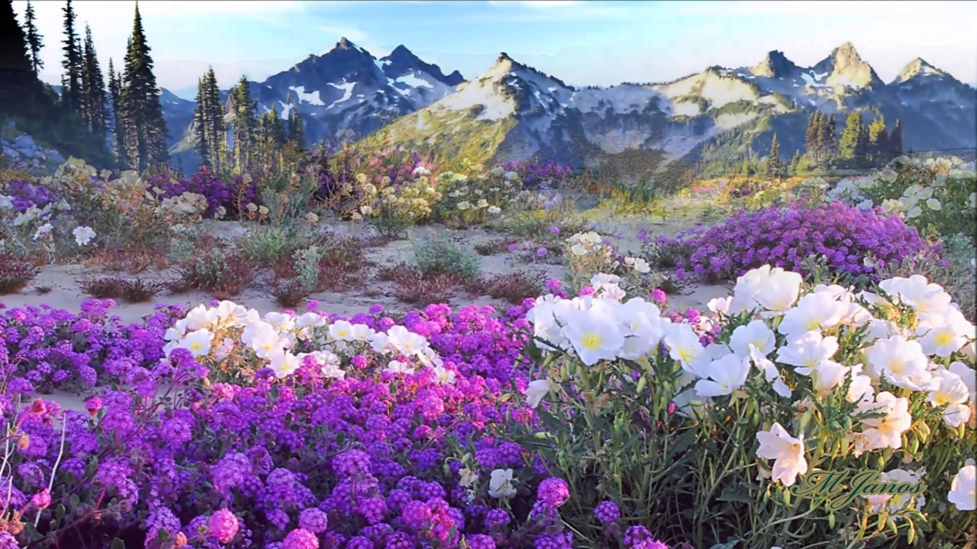Пейзажи с цветами на переднем плане фото