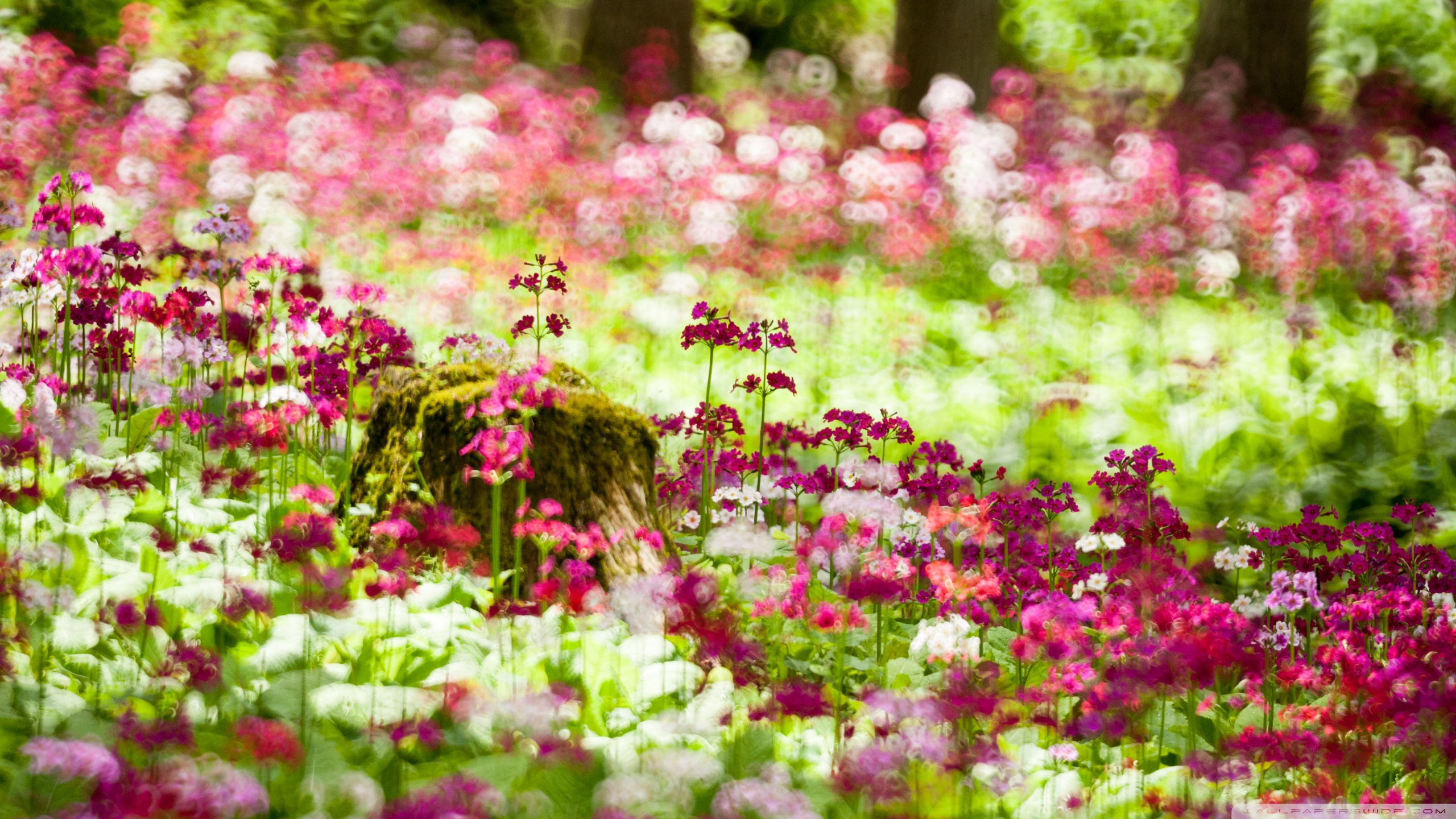Forest Flowers, Summer ❤ 4K HD Desktop Wallpaper for 4K Ultra HD TV ...