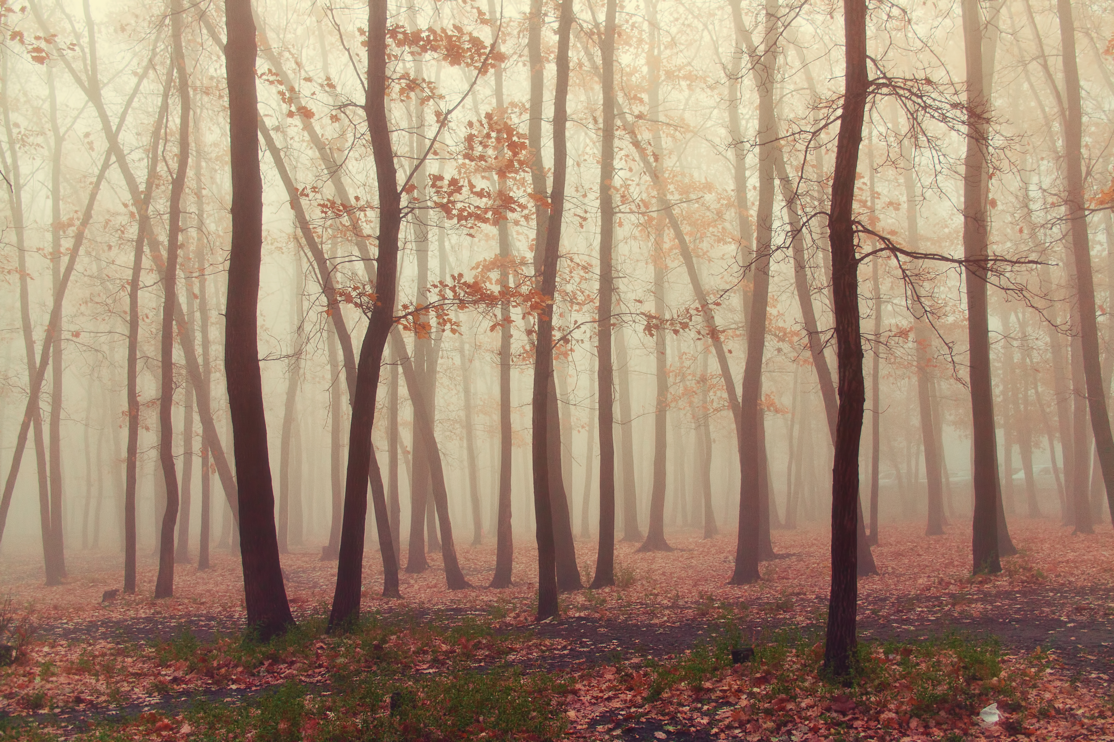 Forest fog photo