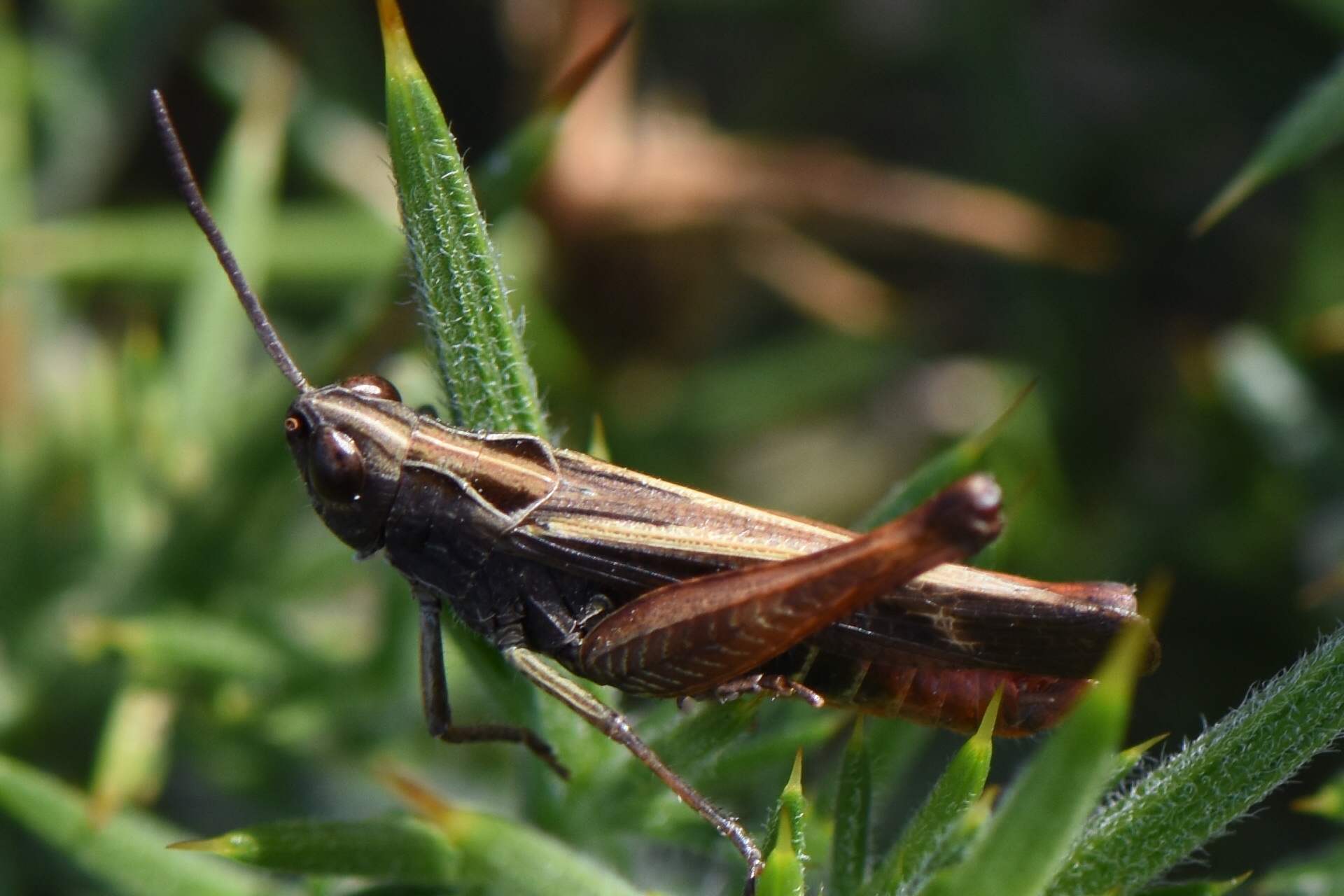 Forest grasshopper photo