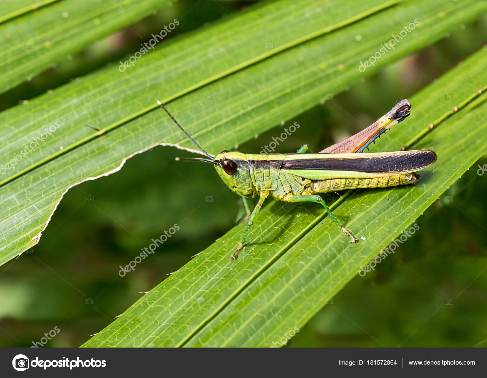 Grasshopper on green leaf in the forest — Stock Photo © stoonn ...