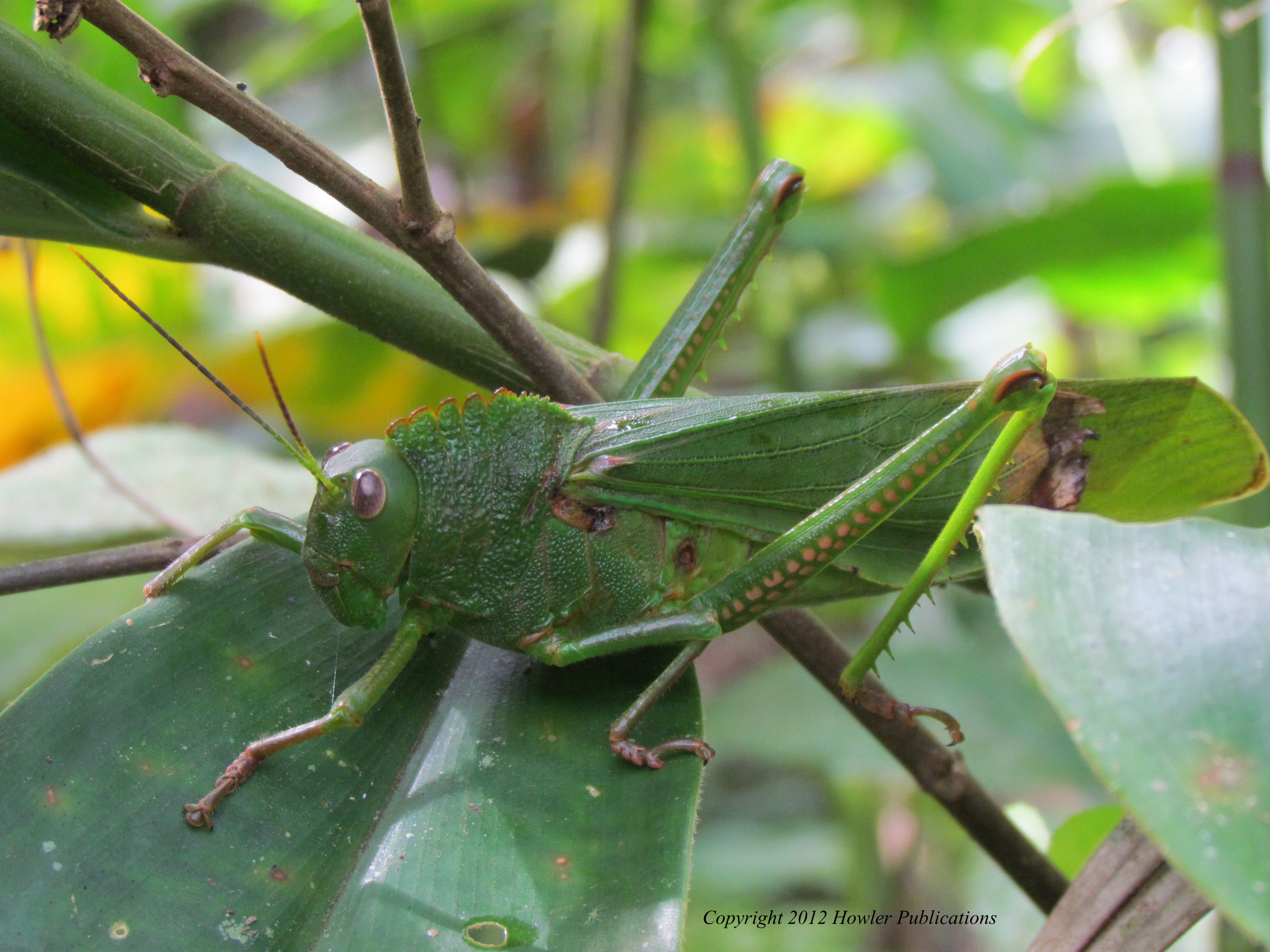 Birdwing Grasshopper in the Rainforest of Belize - Ricochet Science
