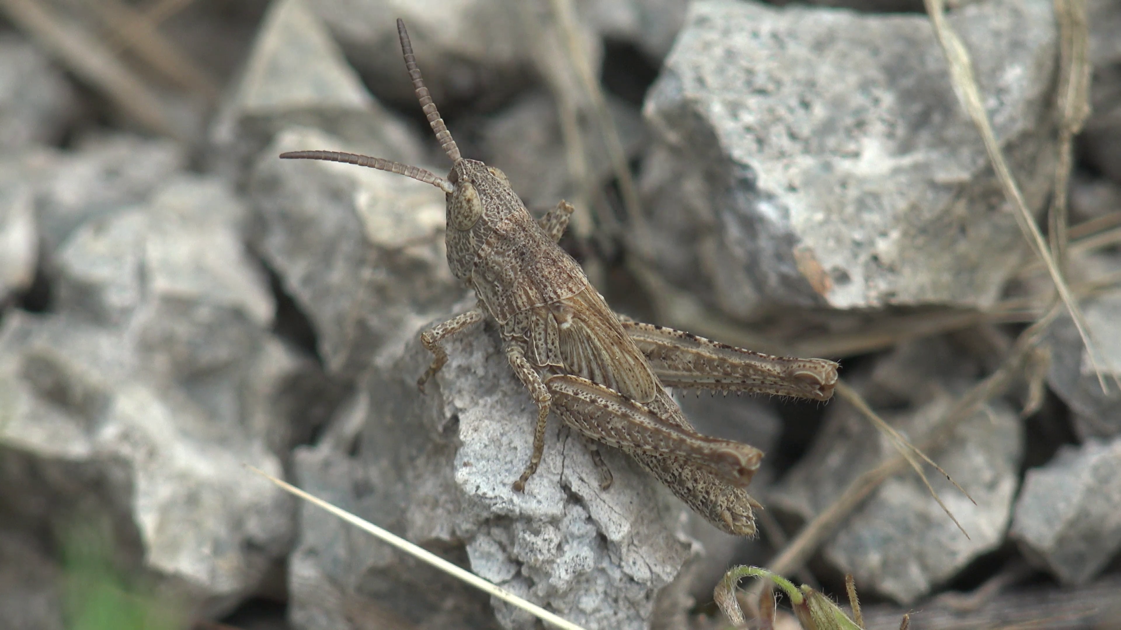 Grasshopper sitting on the rocks, insects mimicry, forest, field ...