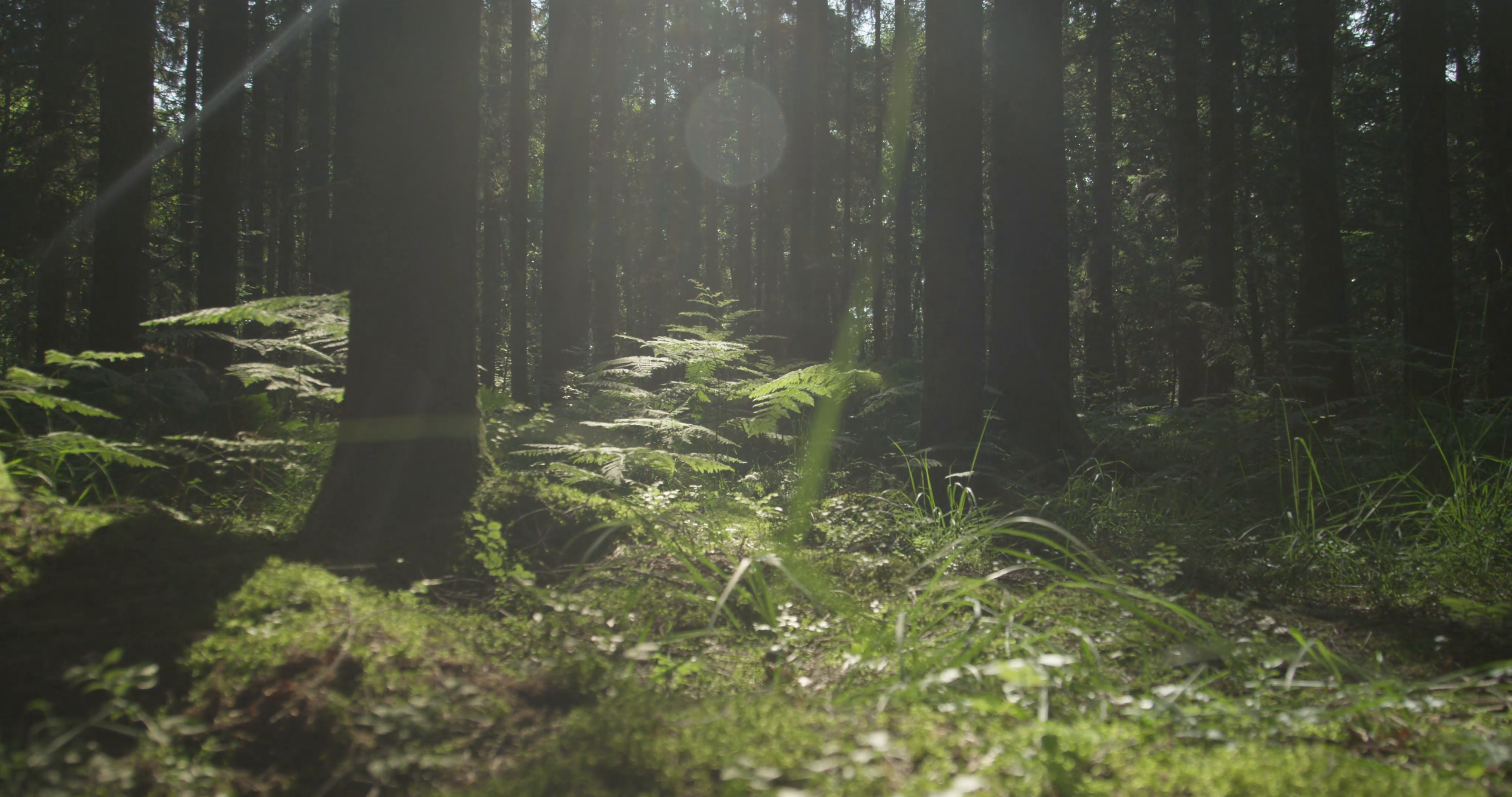 SLOW MOTION: Sunny forest ground in early spring Stock Video Footage ...