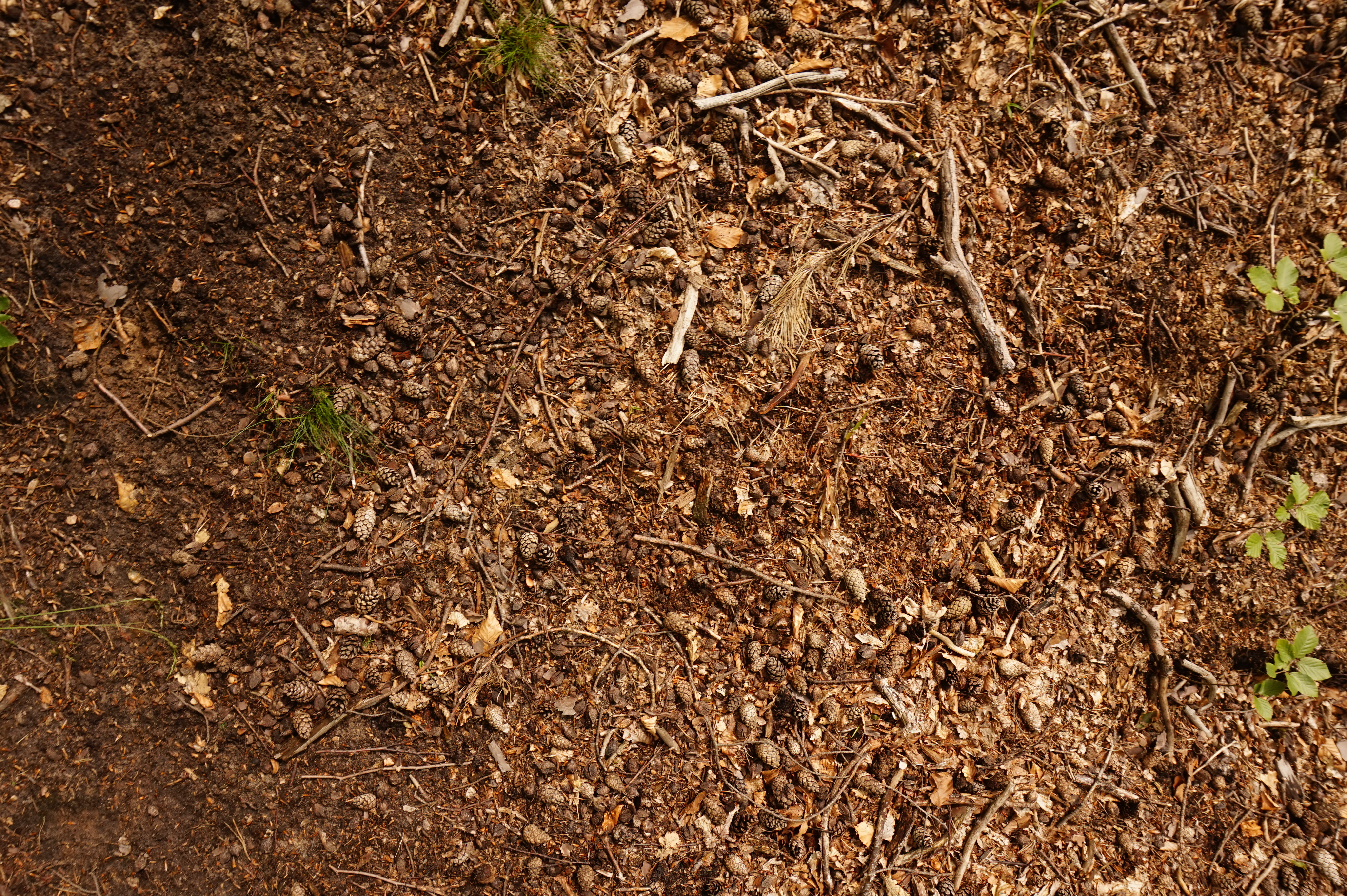 Forest Soil-005 - Ground - Texturify - Free textures