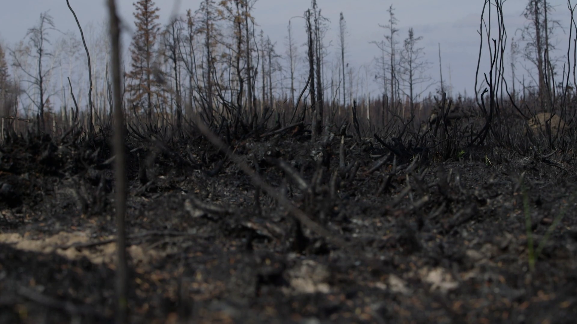 Blackened forest ground after forest fire 01 Stock Video Footage ...