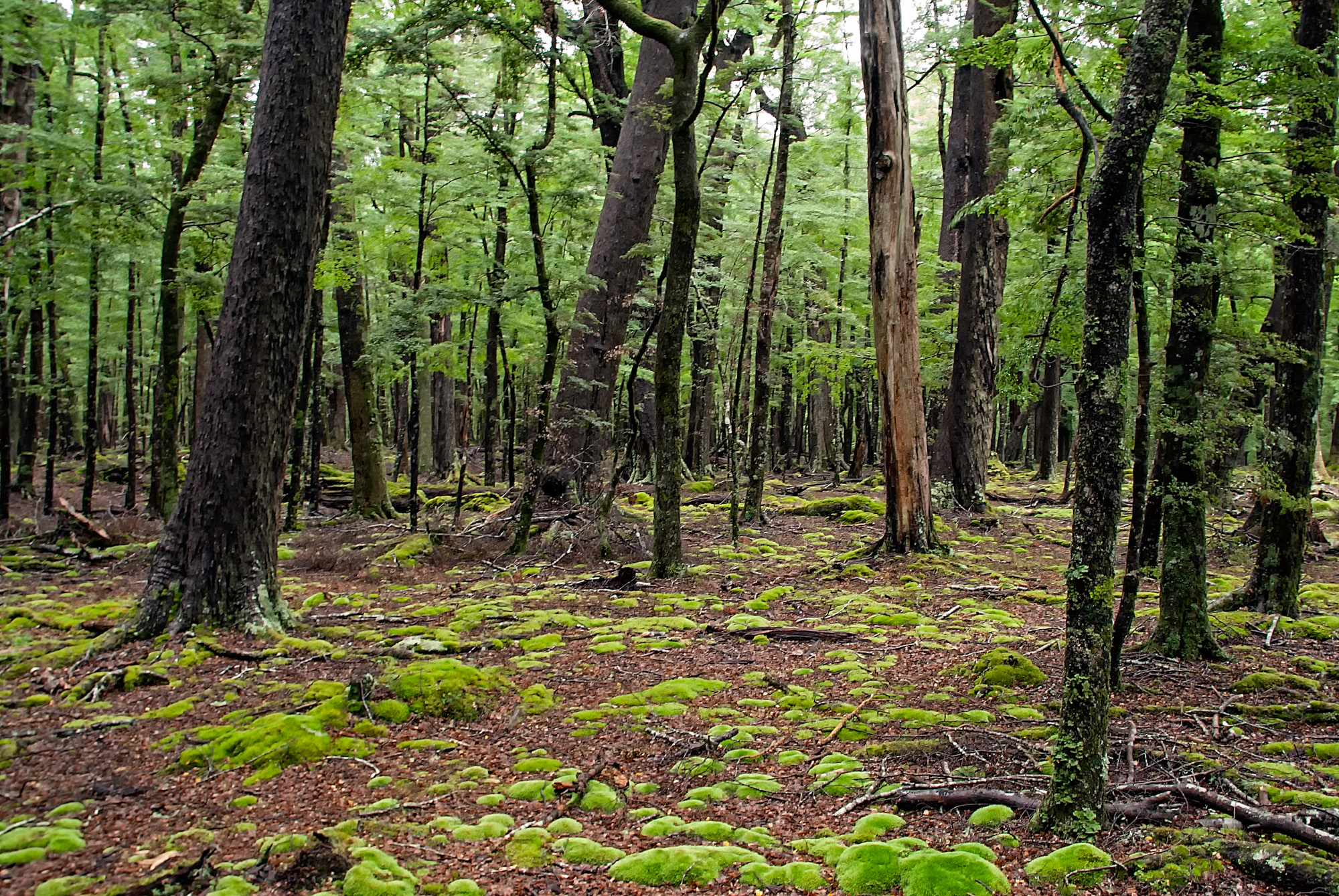 forest floor | Chris Gregory's Alphathreads