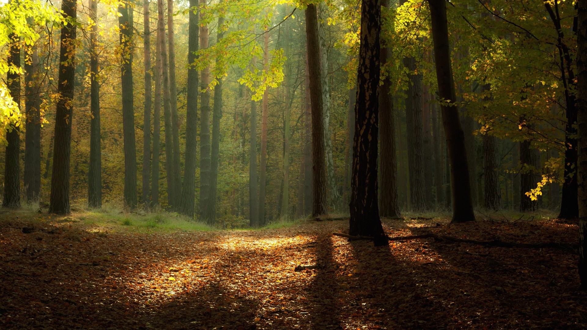 Forests: Morning Day Landscapes Forest Daylight Light Trees Nature ...