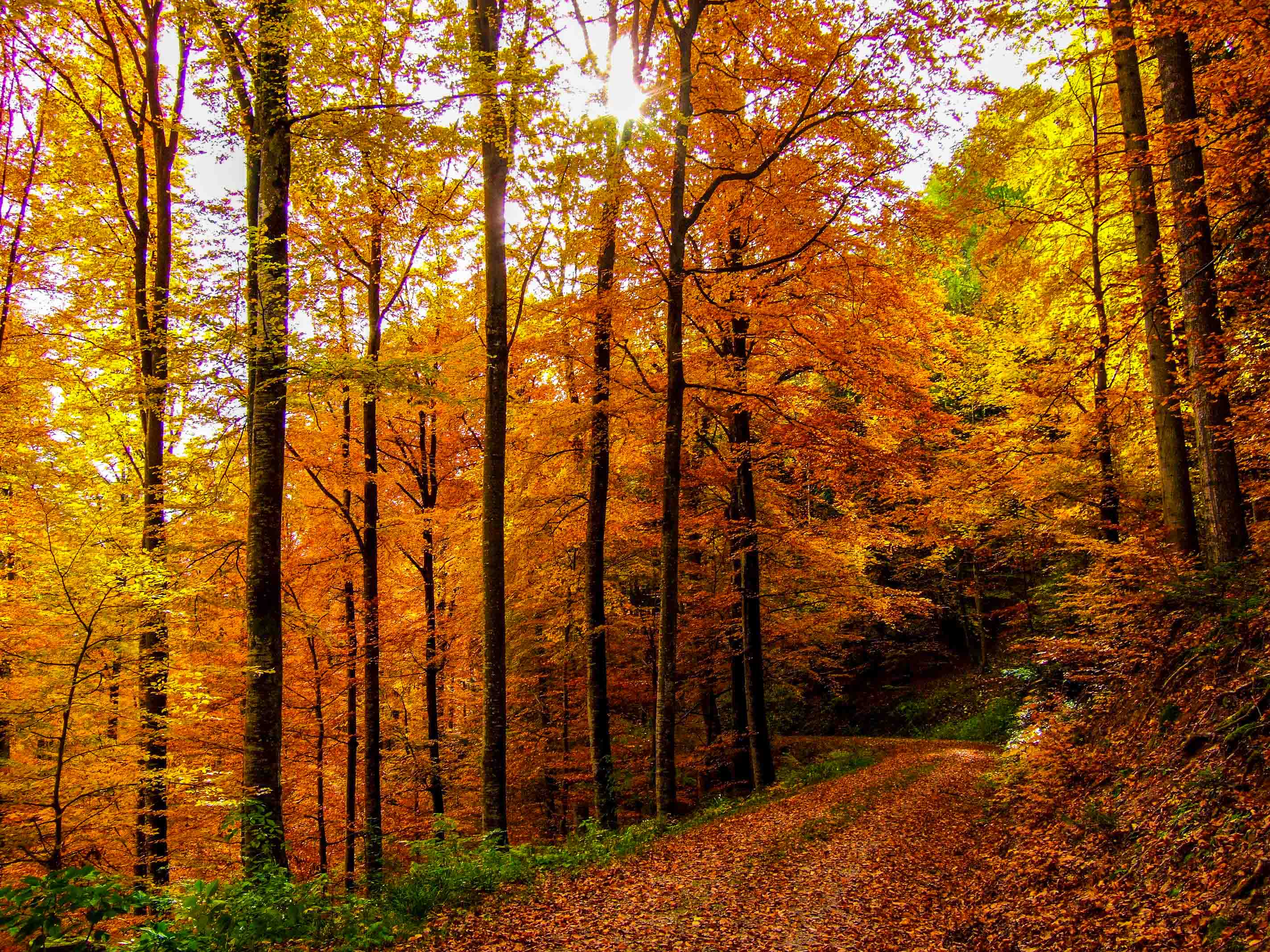 Fall colors in the Black Forest | On A Day Like Today
