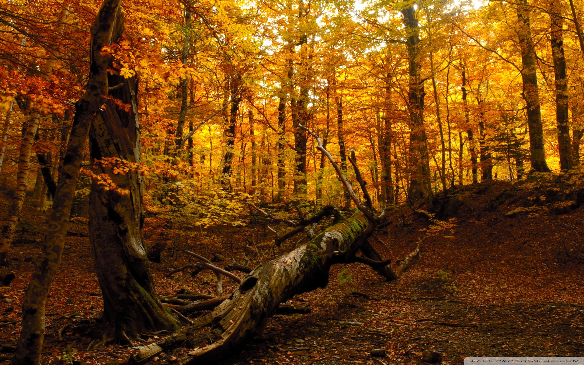 Autumn Forest ❤ 4K HD Desktop Wallpaper for 4K Ultra HD TV • Tablet ...