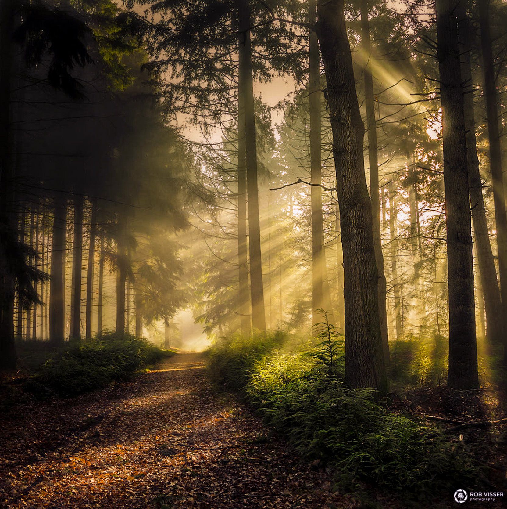 Sun lights up the path in the misty forest (Netherlands) by Rob ...