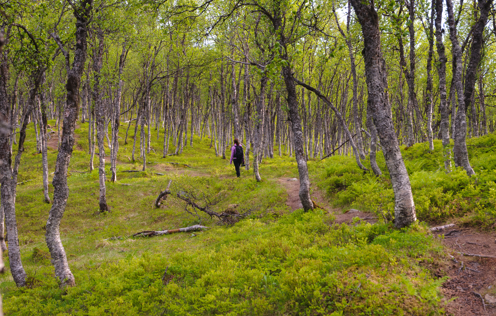 File:In the forest (Tromsø, Norway).jpg - Wikimedia Commons