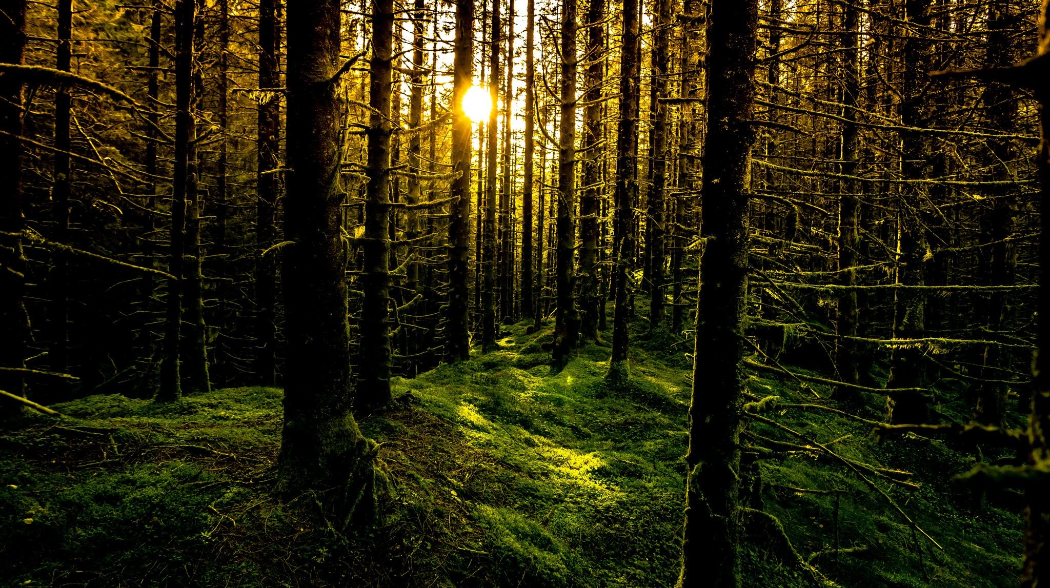 Trees: Sun Moss Trees Rays Bergen Forest Norway Nature Desktop ...