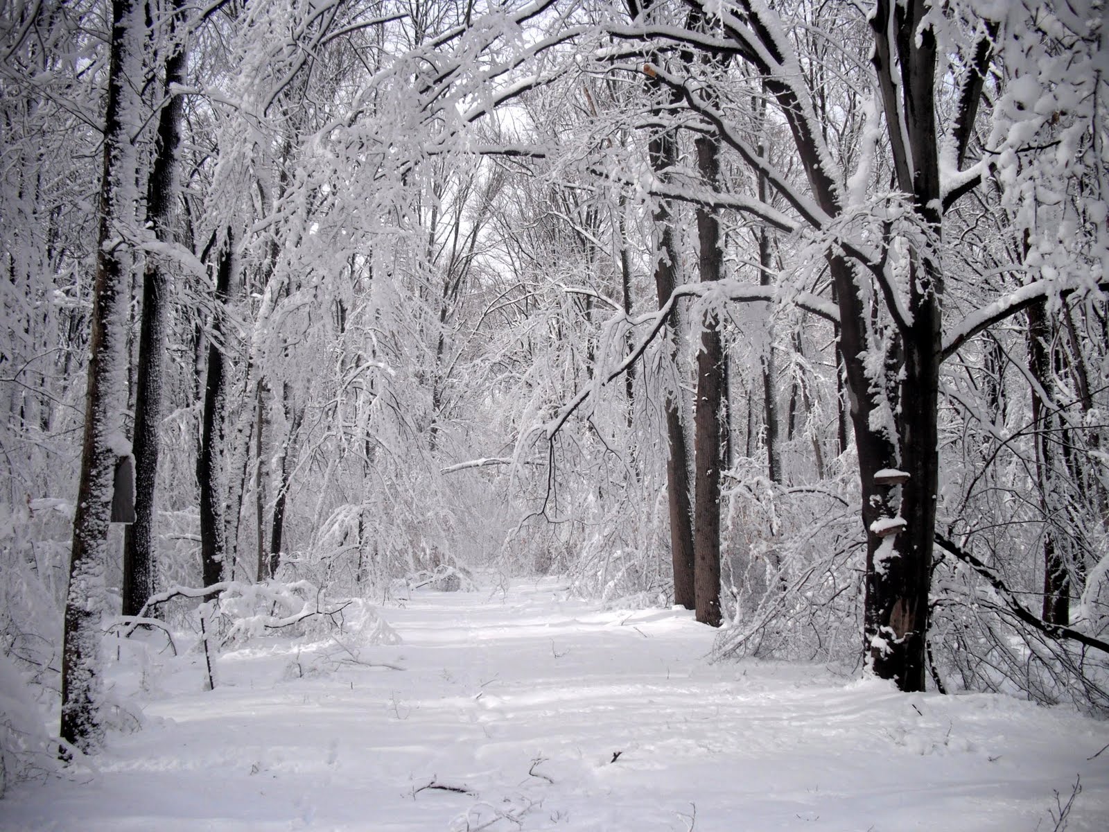 Forest in winter photo