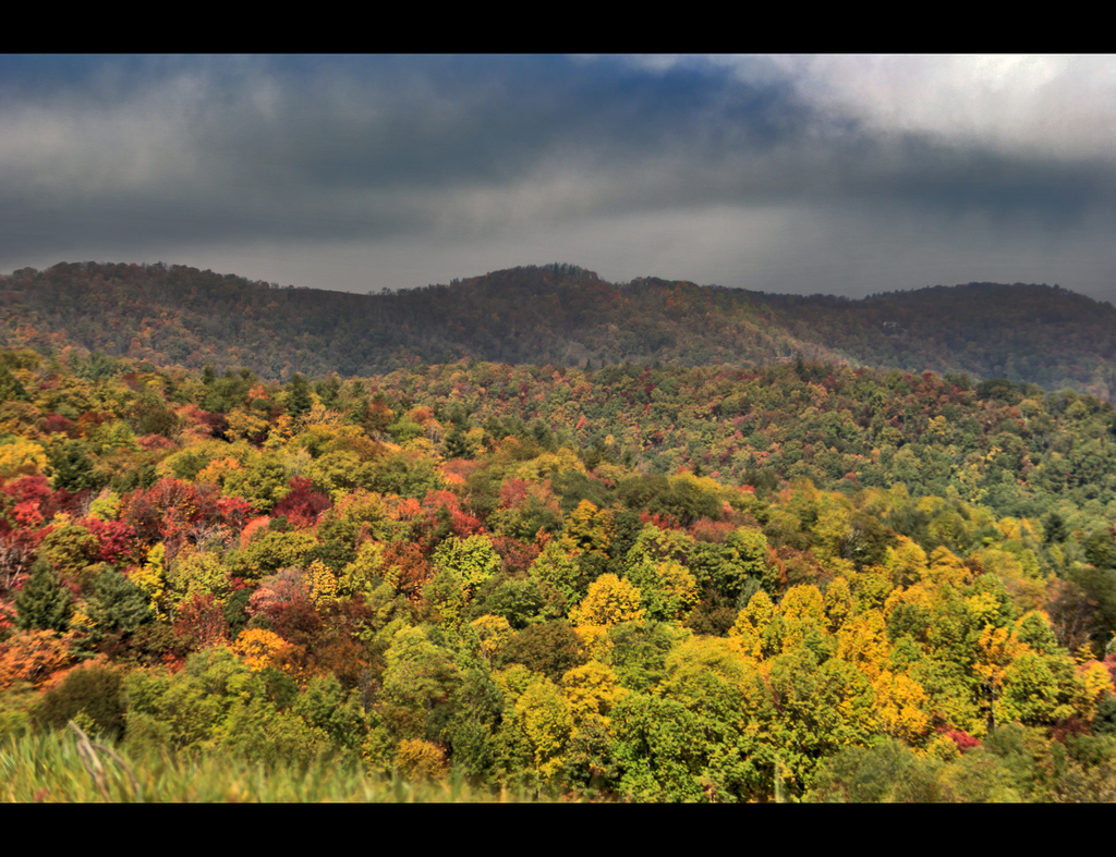 Forest Landscape, Autumn, Fall, Forest, Landscape, HQ Photo