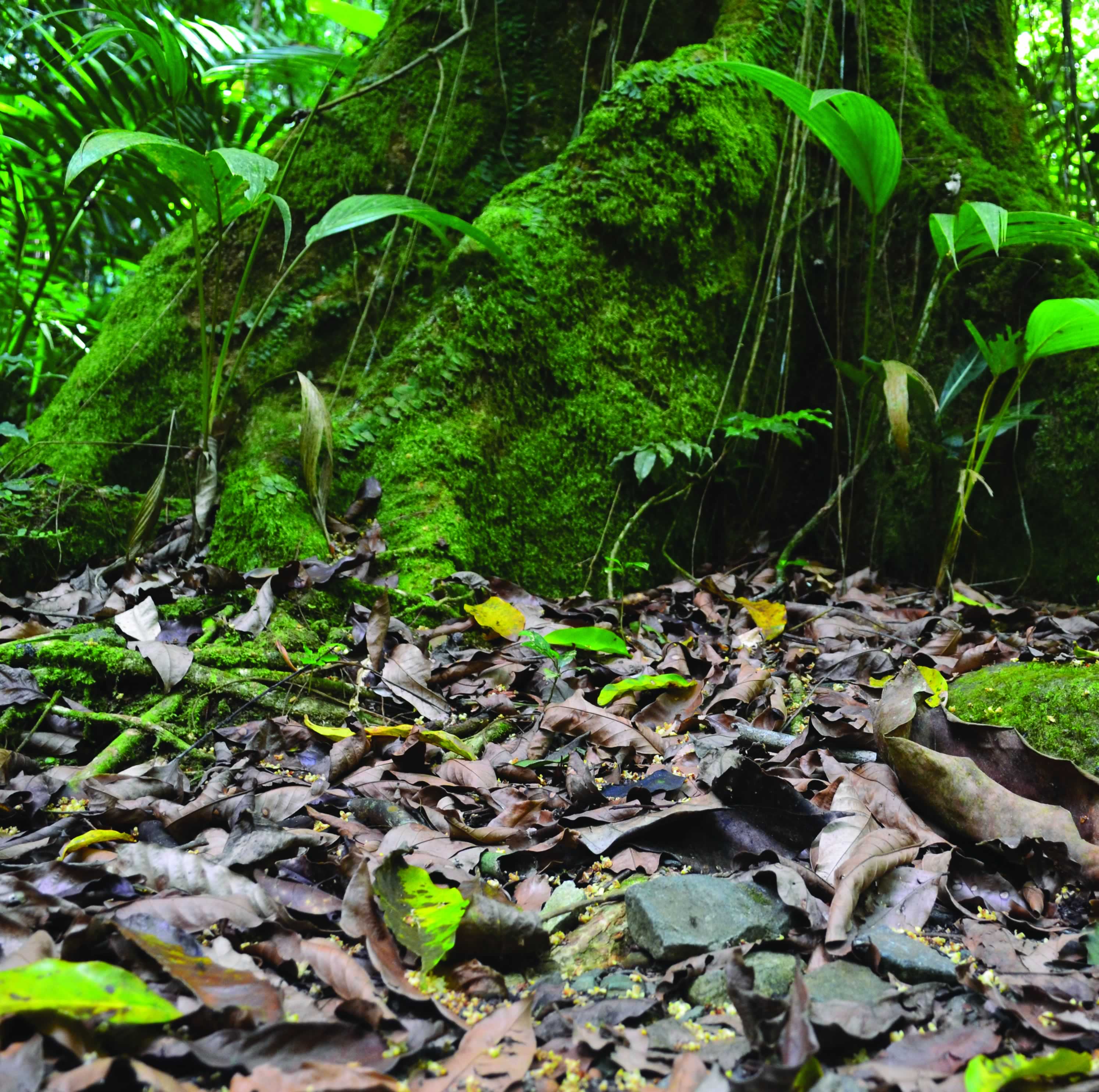 Image: Leaf litter in Puerto Rico's El Yunque National Forest