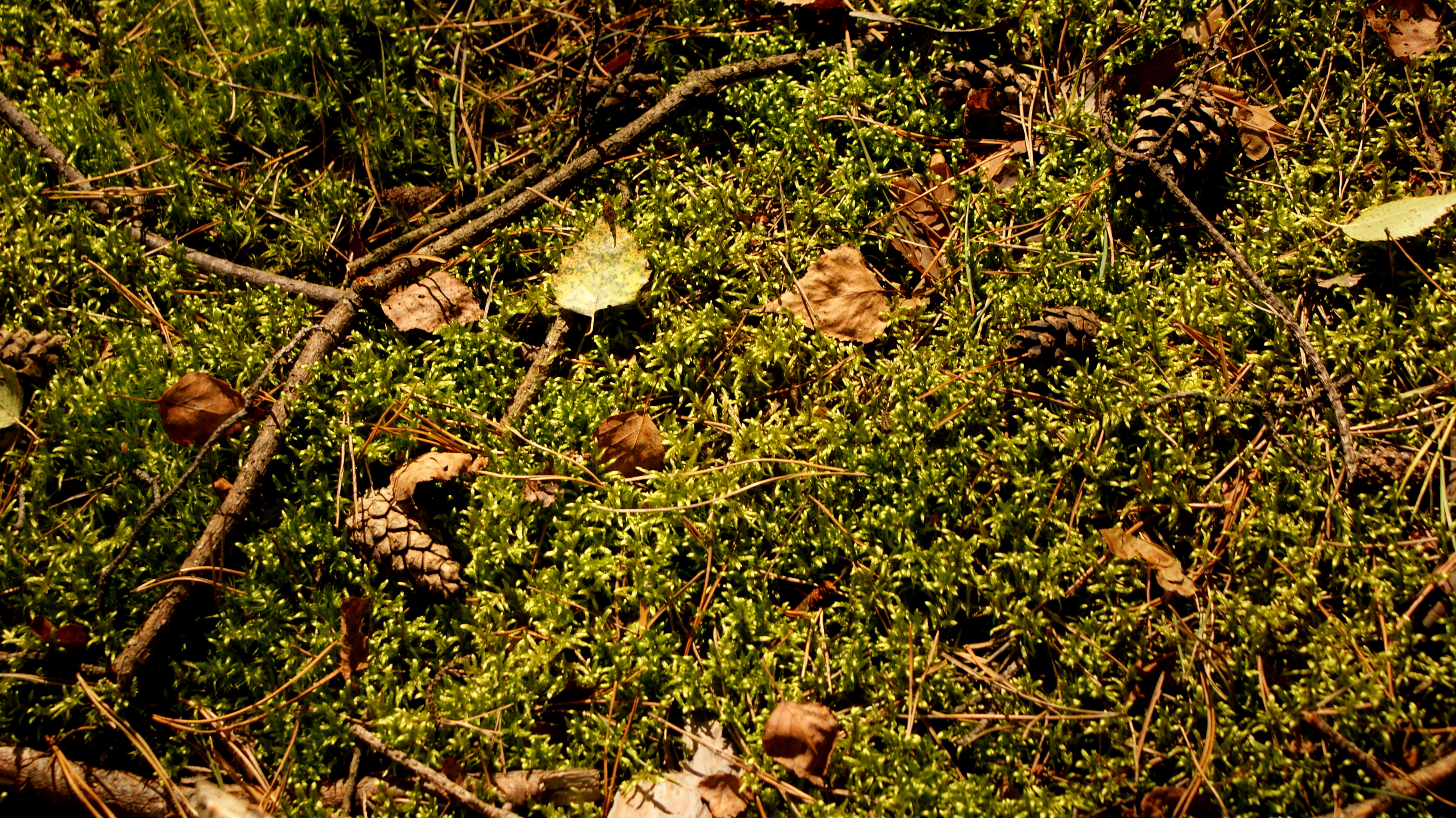 Forest litter, Autumn, Fall, Fern, Forest, HQ Photo