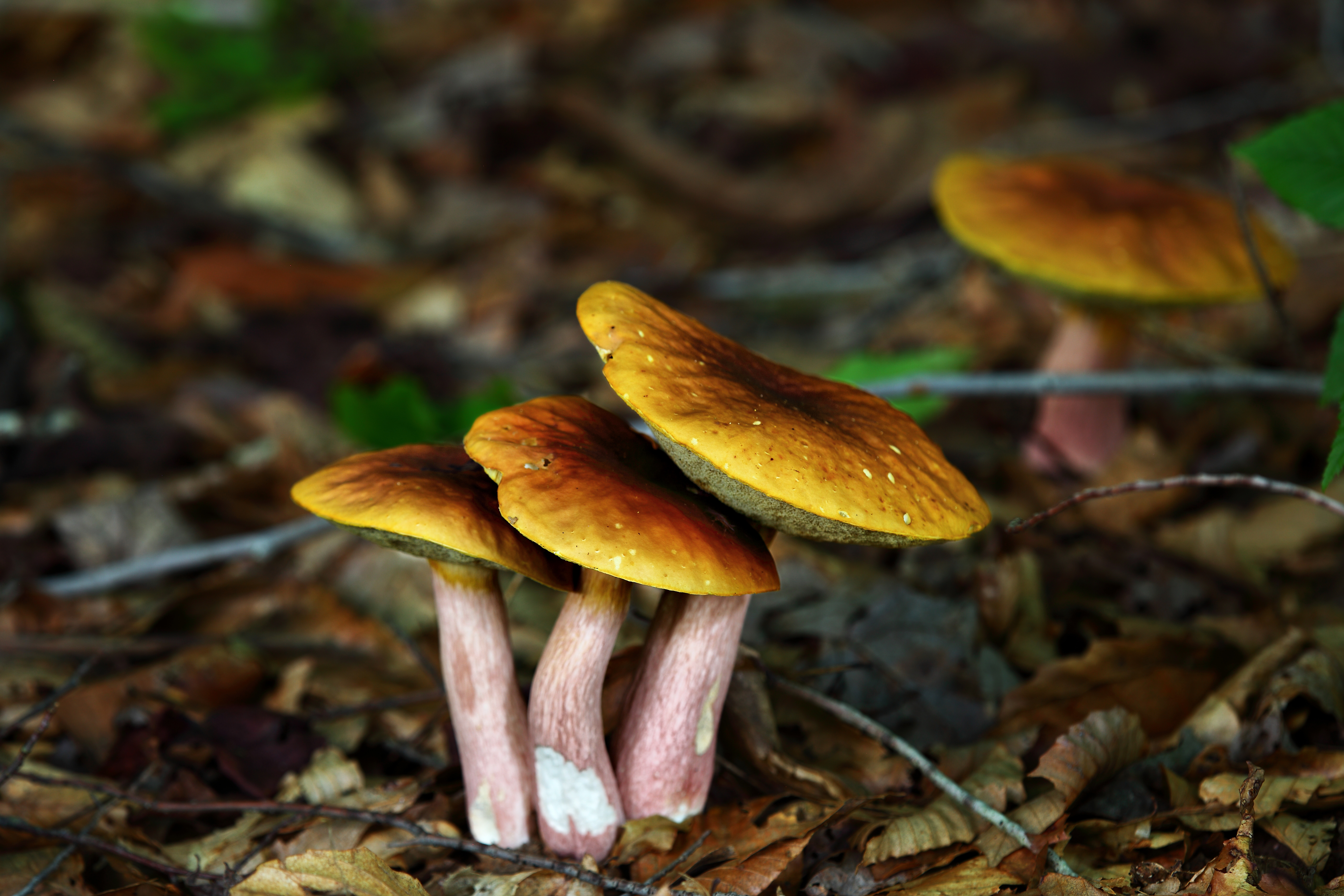 Forest Mushrooms | Unusual| Free Nature Pictures by ForestWander ...