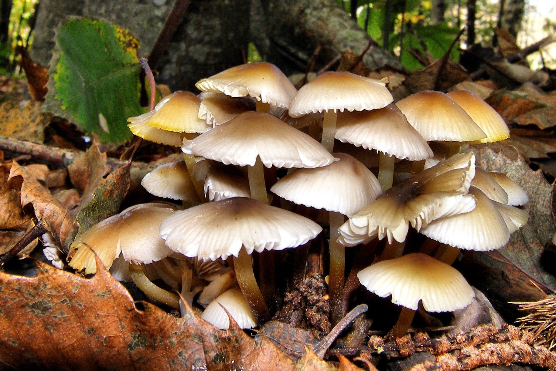 Forest mushrooms picture, by patty for: mushrooms photography ...