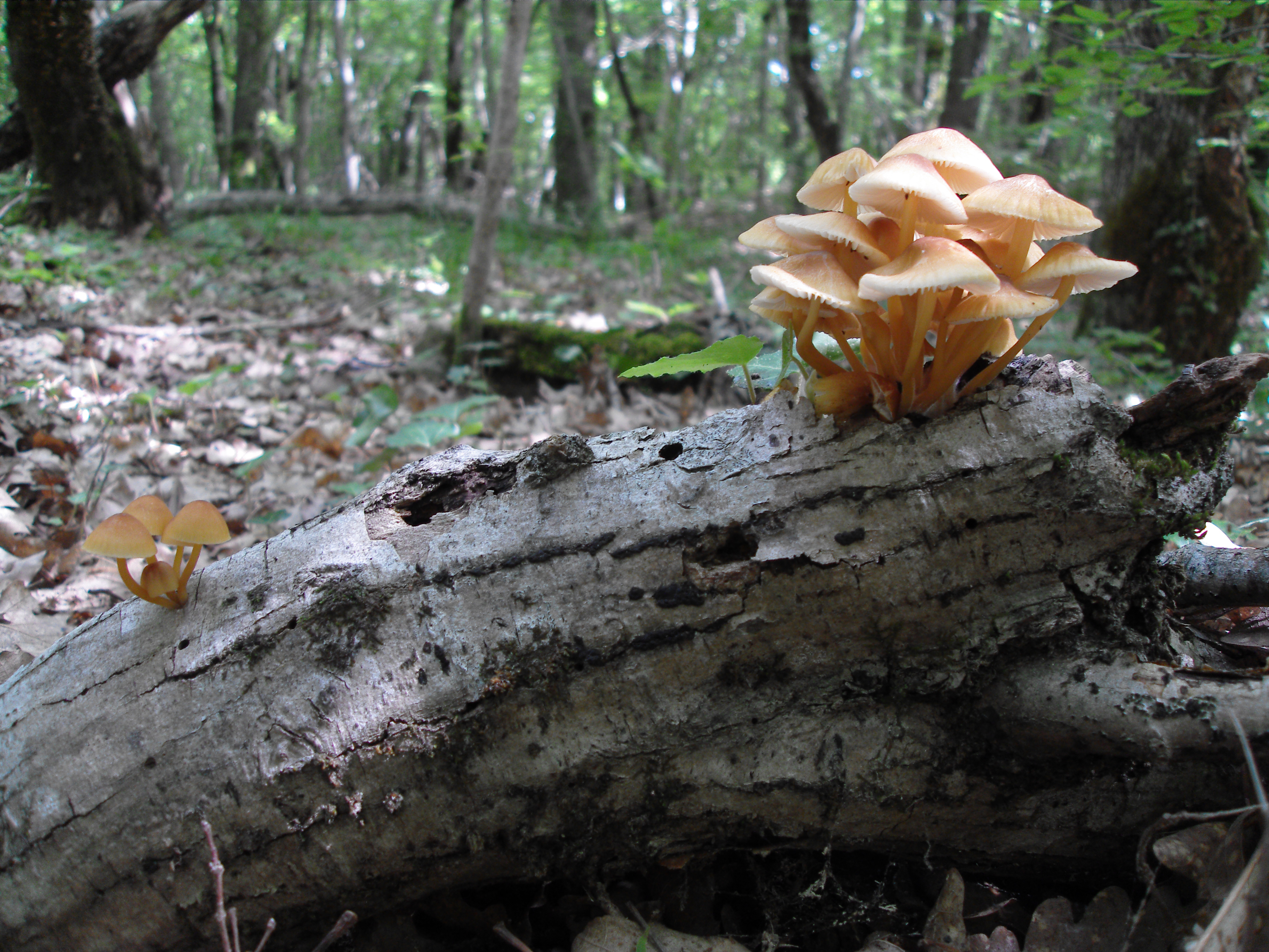 Mushroom soxy photo