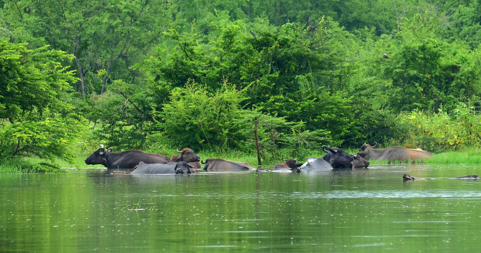 Wildlife landscape view of bathing water buffaloes in lake near ...