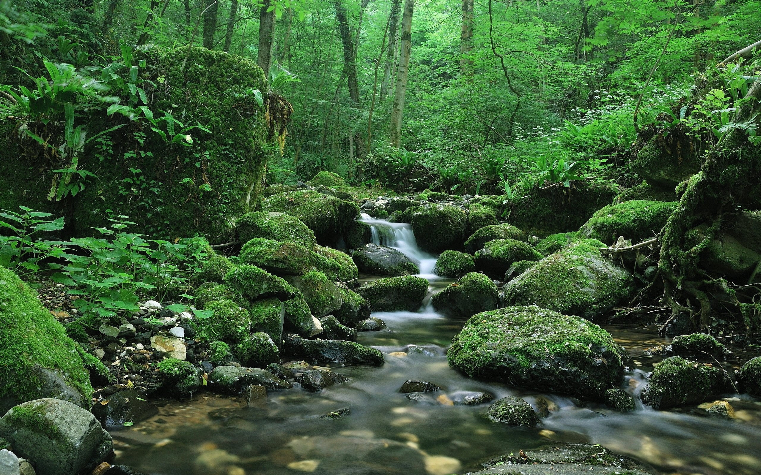 Stream of water near forest at daytime HD wallpaper | Wallpaper Flare