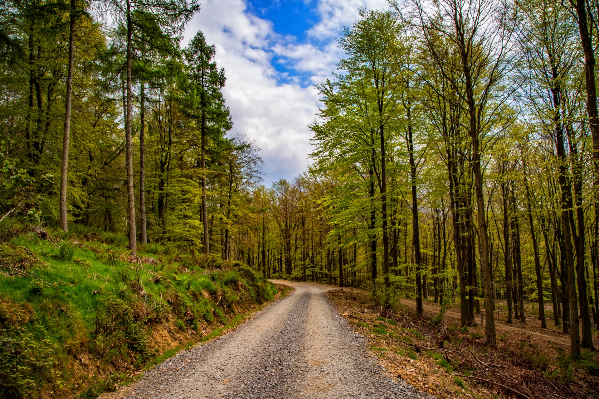 Free photo: Forest path - Activity, Road, Walk - Free Download - Jooinn