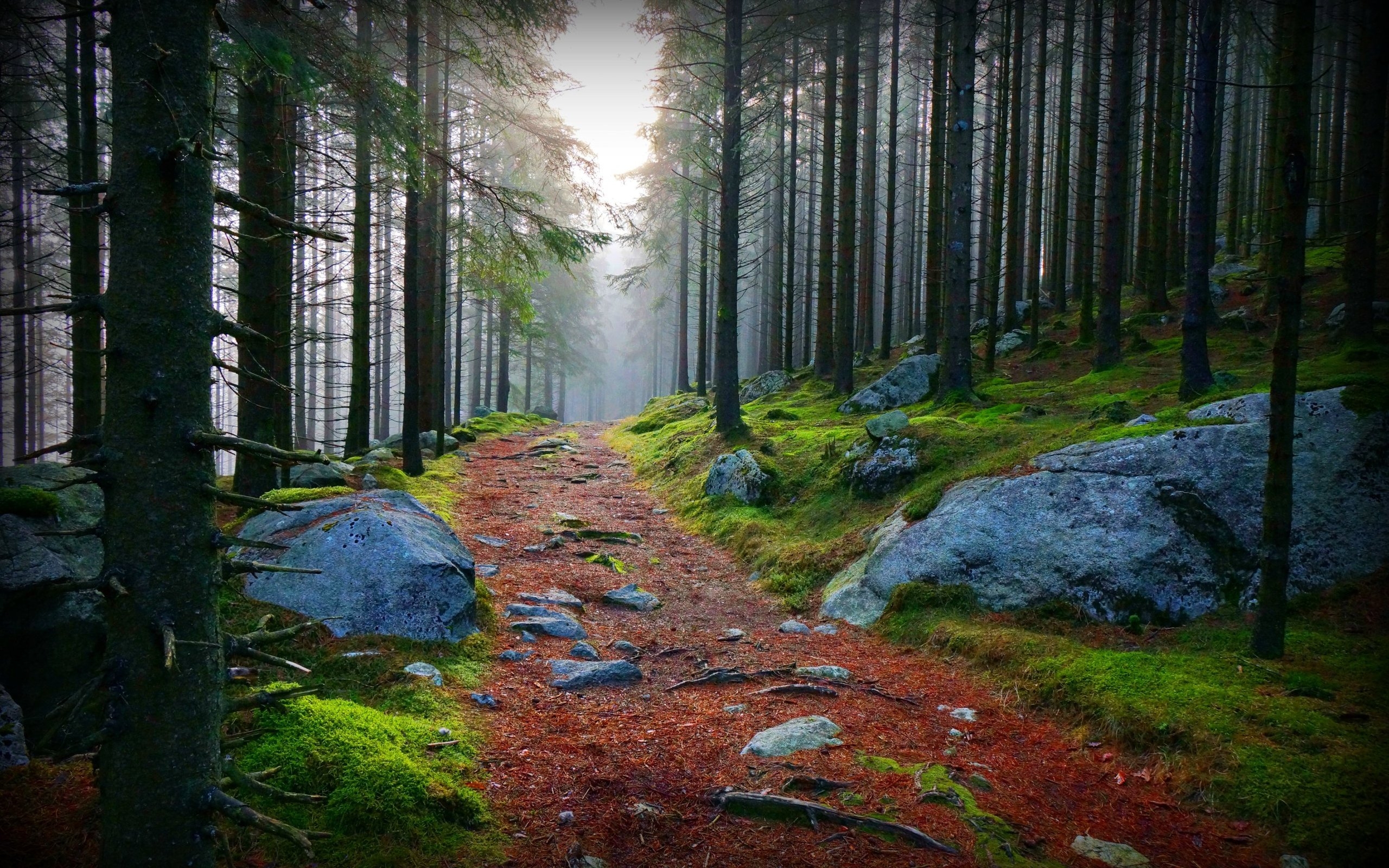 Stunning Forest Path 32580 2560x1600 px ~ HDWallSource.com