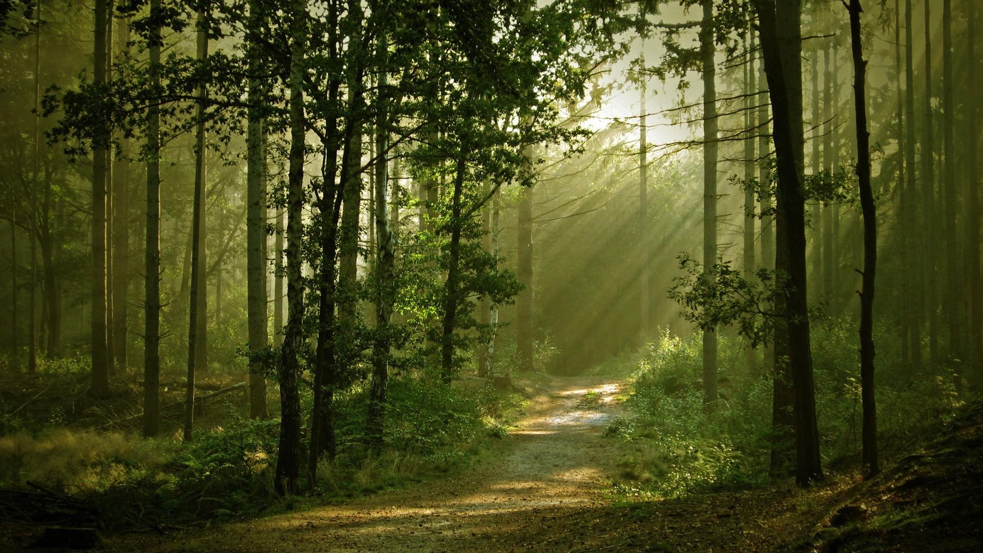 Nature trees forest path sunlight wallpaper | (9821)