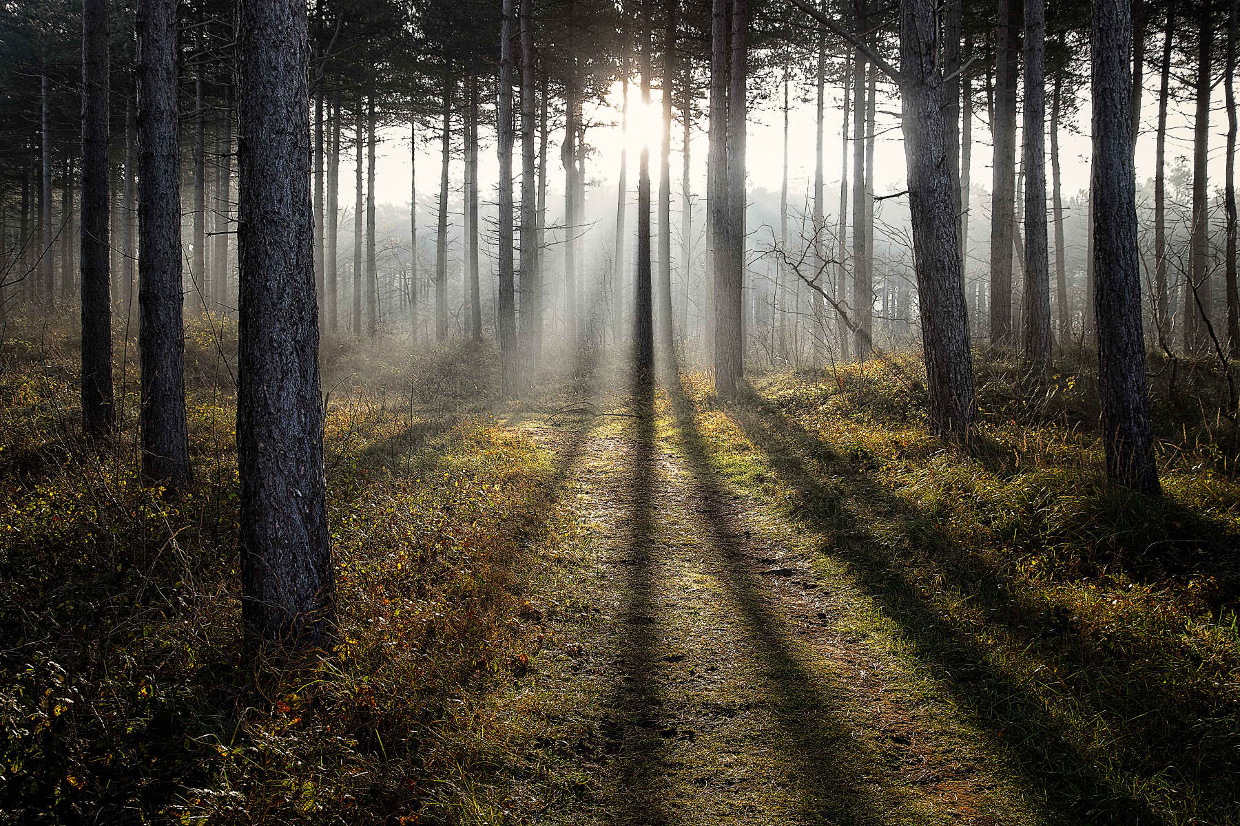 sunbeams on forest path | Stan Schaap PHOTOGRAPHY