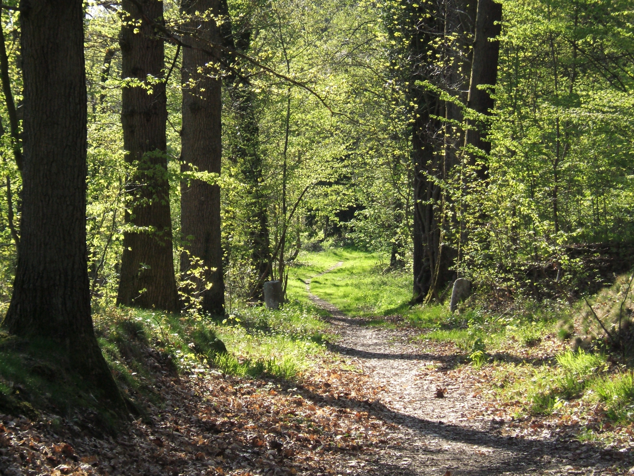 Free photo forest  pathway Alone Forest  Nature Free 