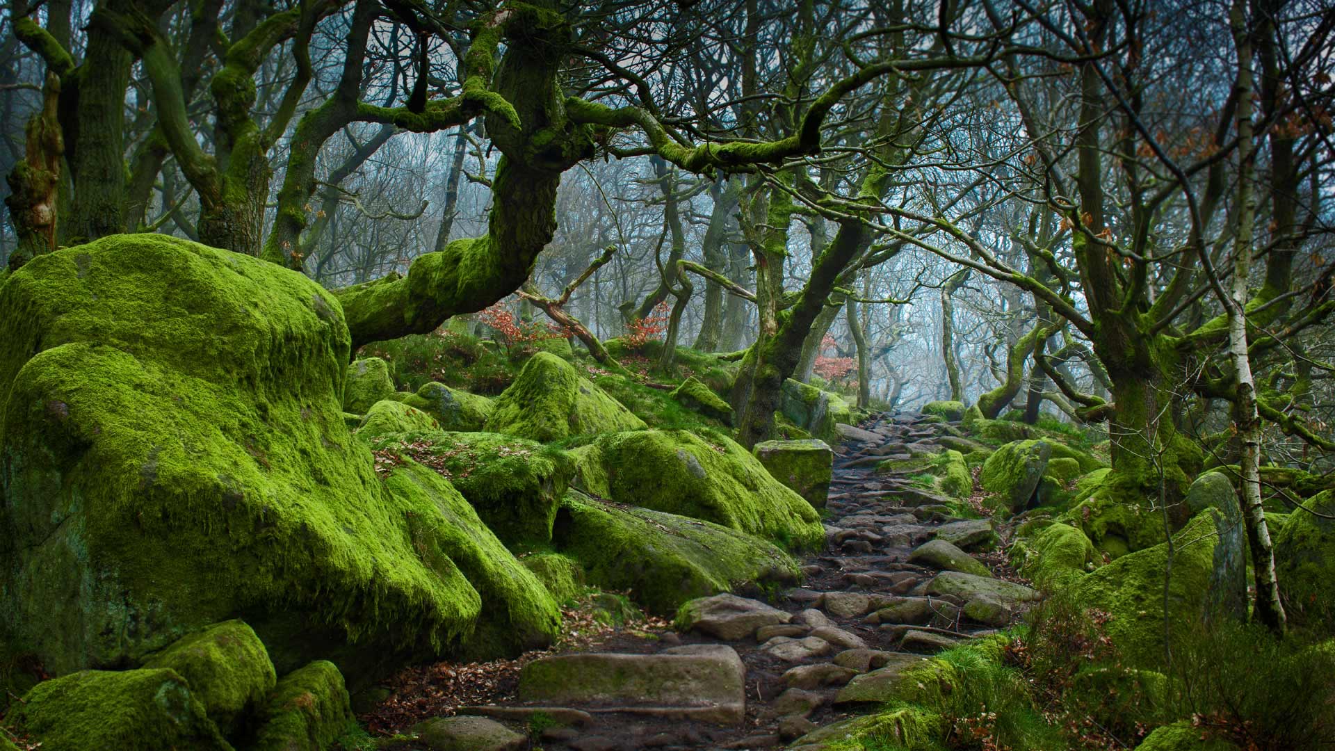 Forest path in Padley Gorge in Derbyshire, England (© James Mills ...