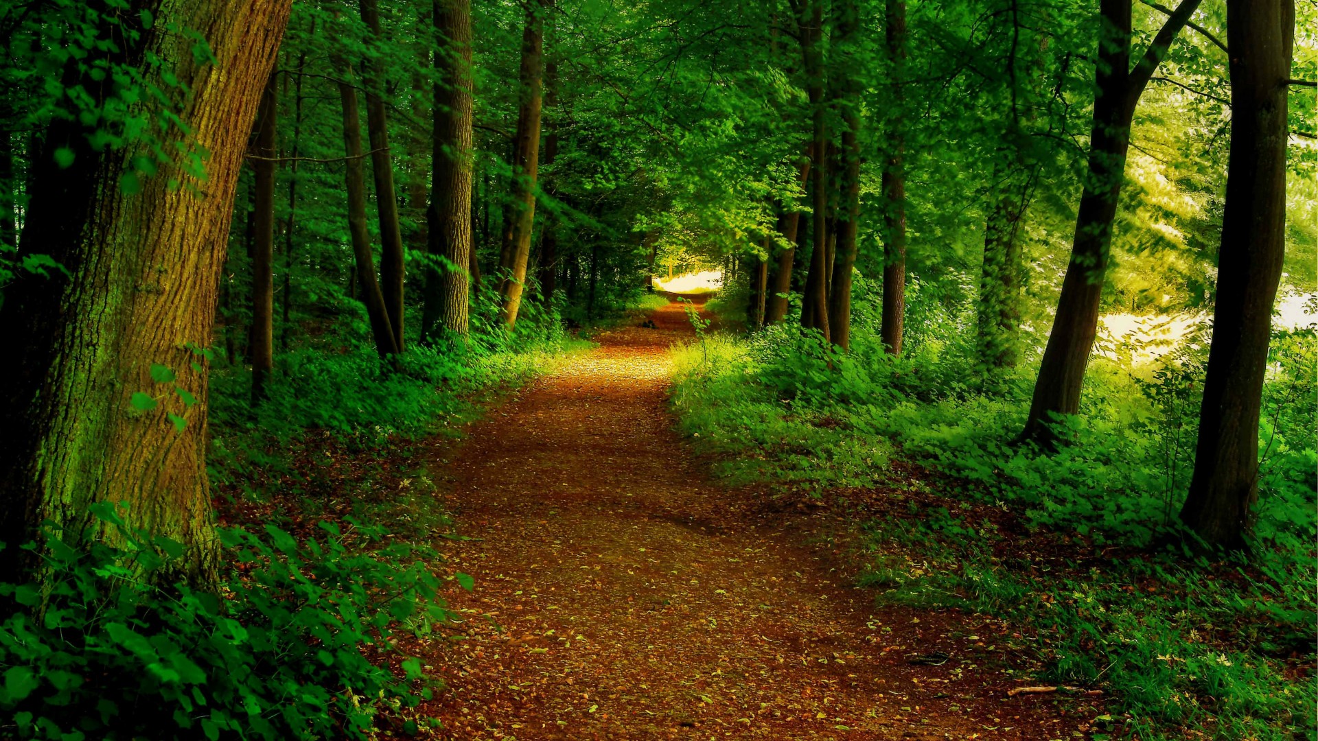 Free Photo Forest Path Forest Green Jungle Free Download Jooinn