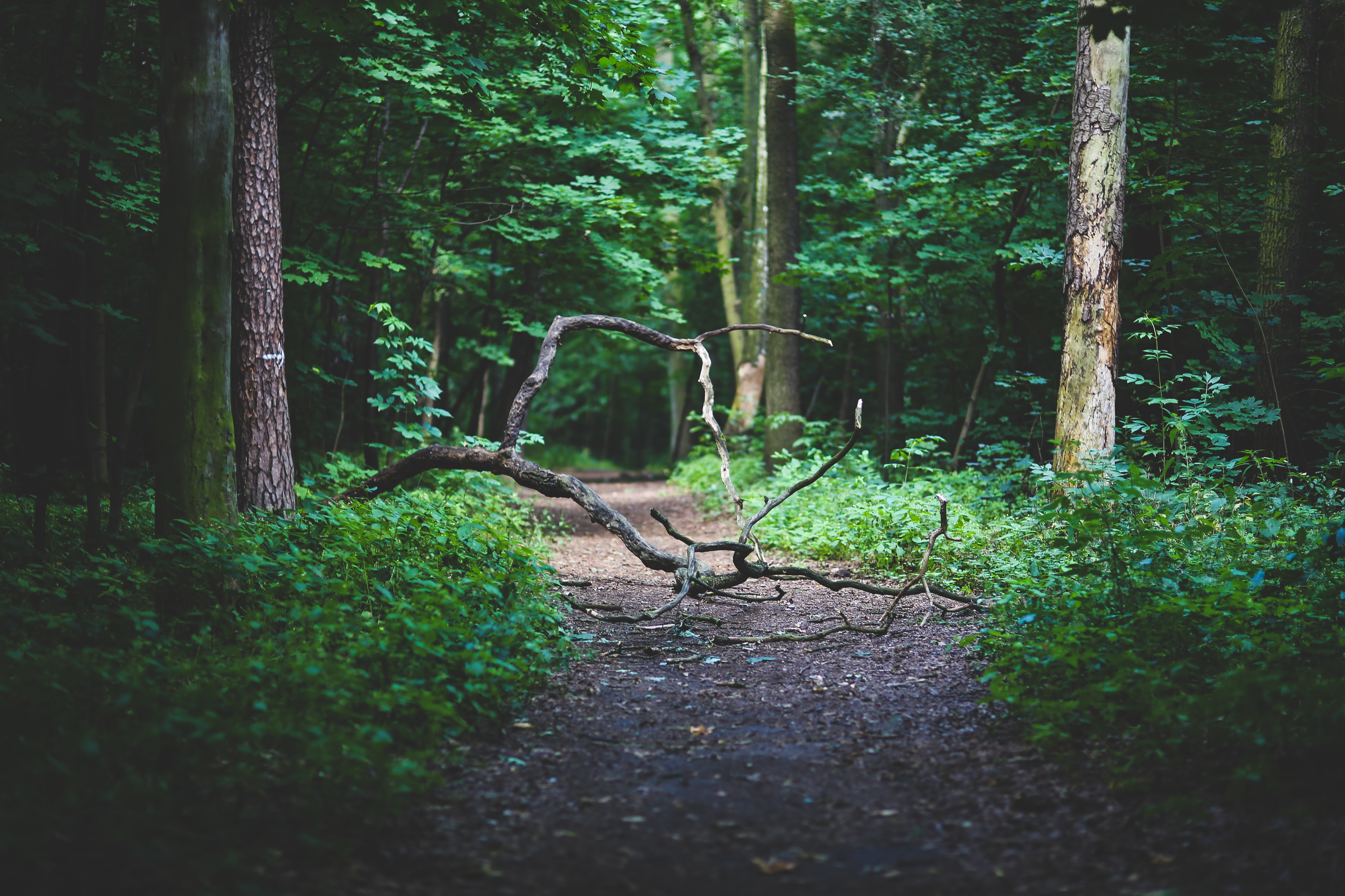 Forest path, Branch, Lush, Wood, Way, HQ Photo