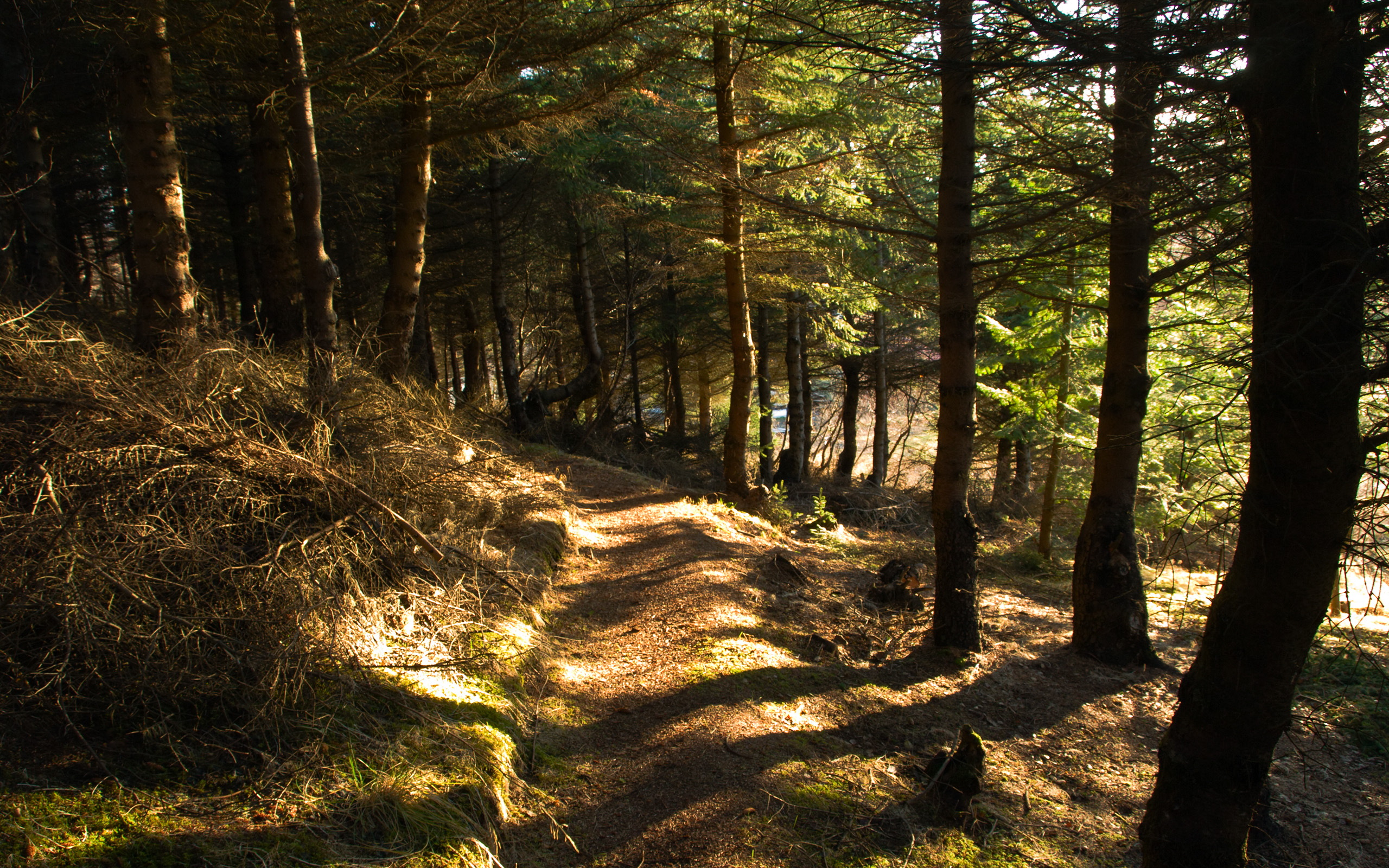 File:Forest Path (3016052091).jpg - Wikimedia Commons