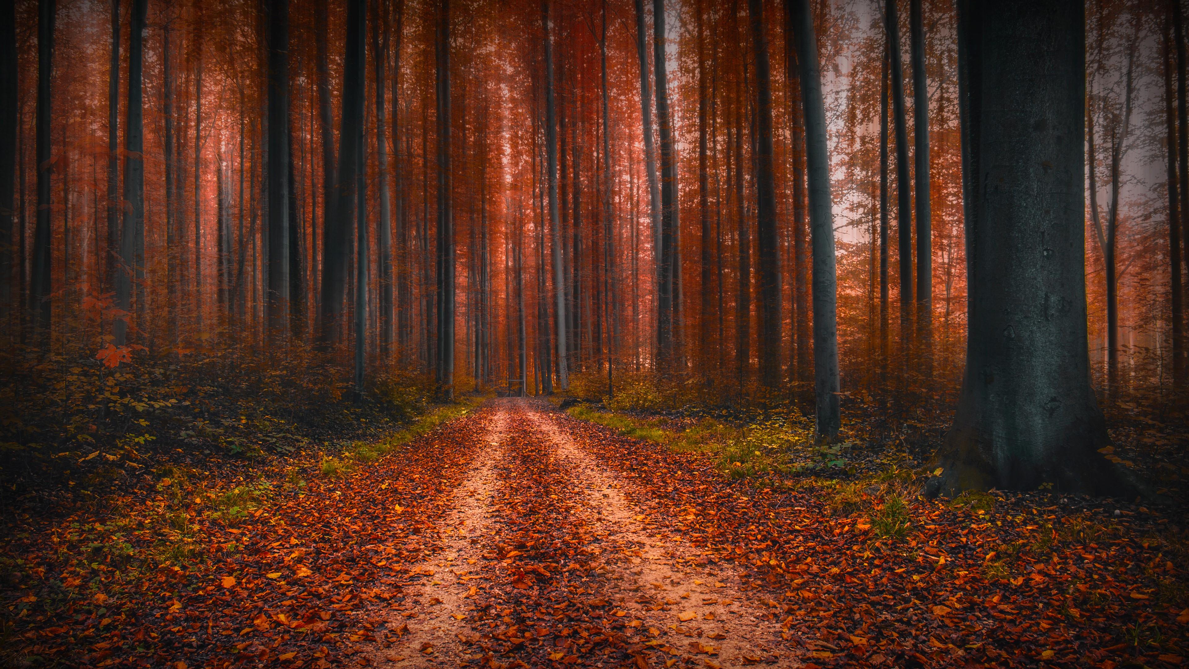 Forest Pathway At Fall Wallpaper | Wallpaper Studio 10 | Tens of ...