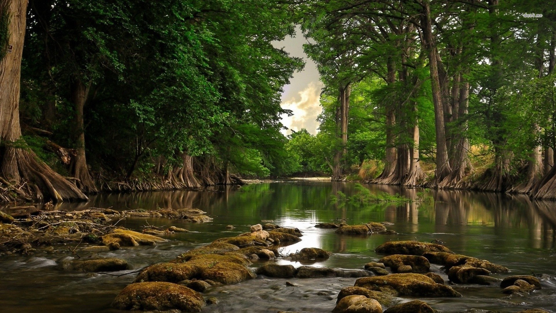 Forest River HD Wallpaper, Background Images