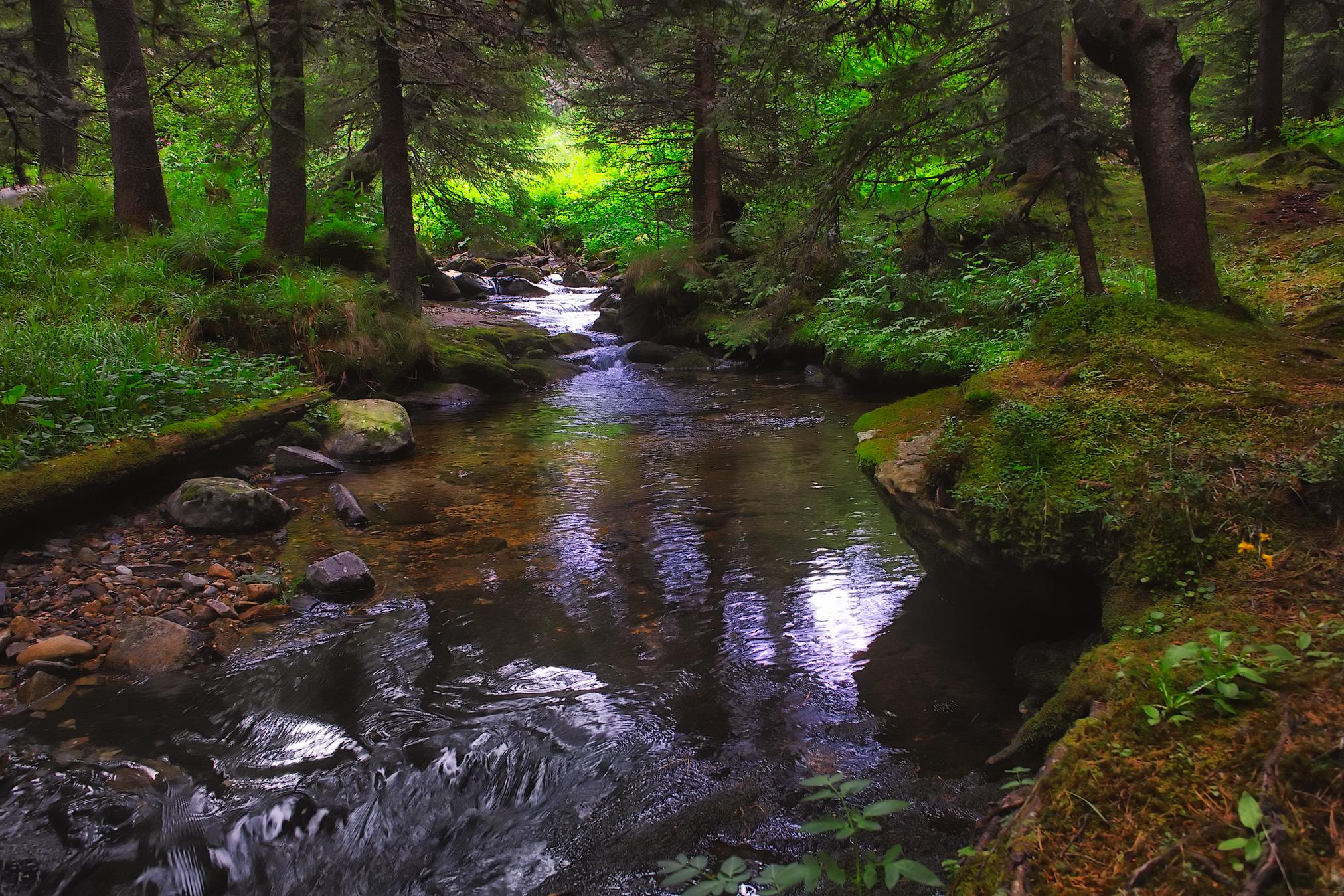 Forest River Wallpaper | Top quality wallpapers