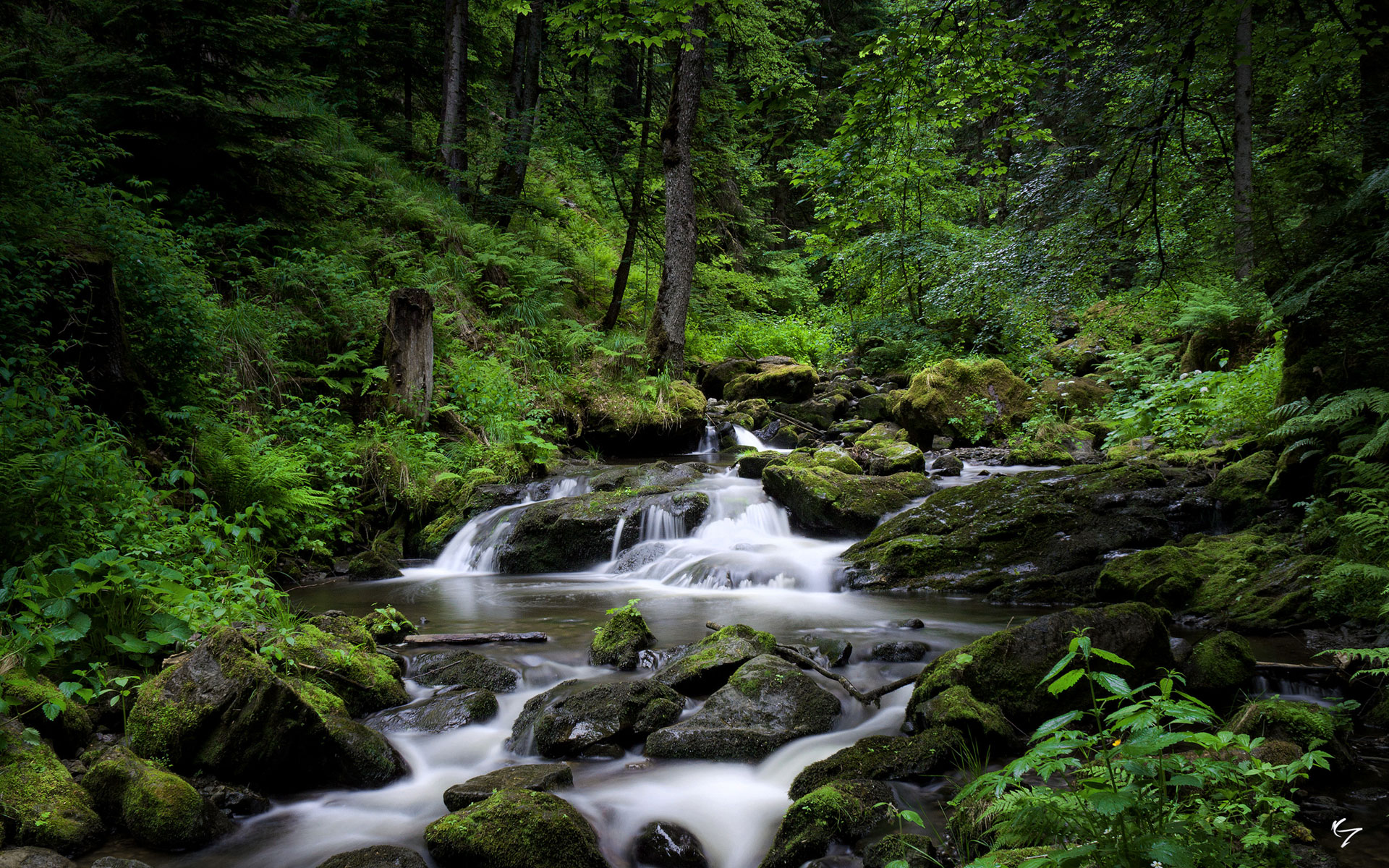 Forest River HD Wallpaper, Background Images