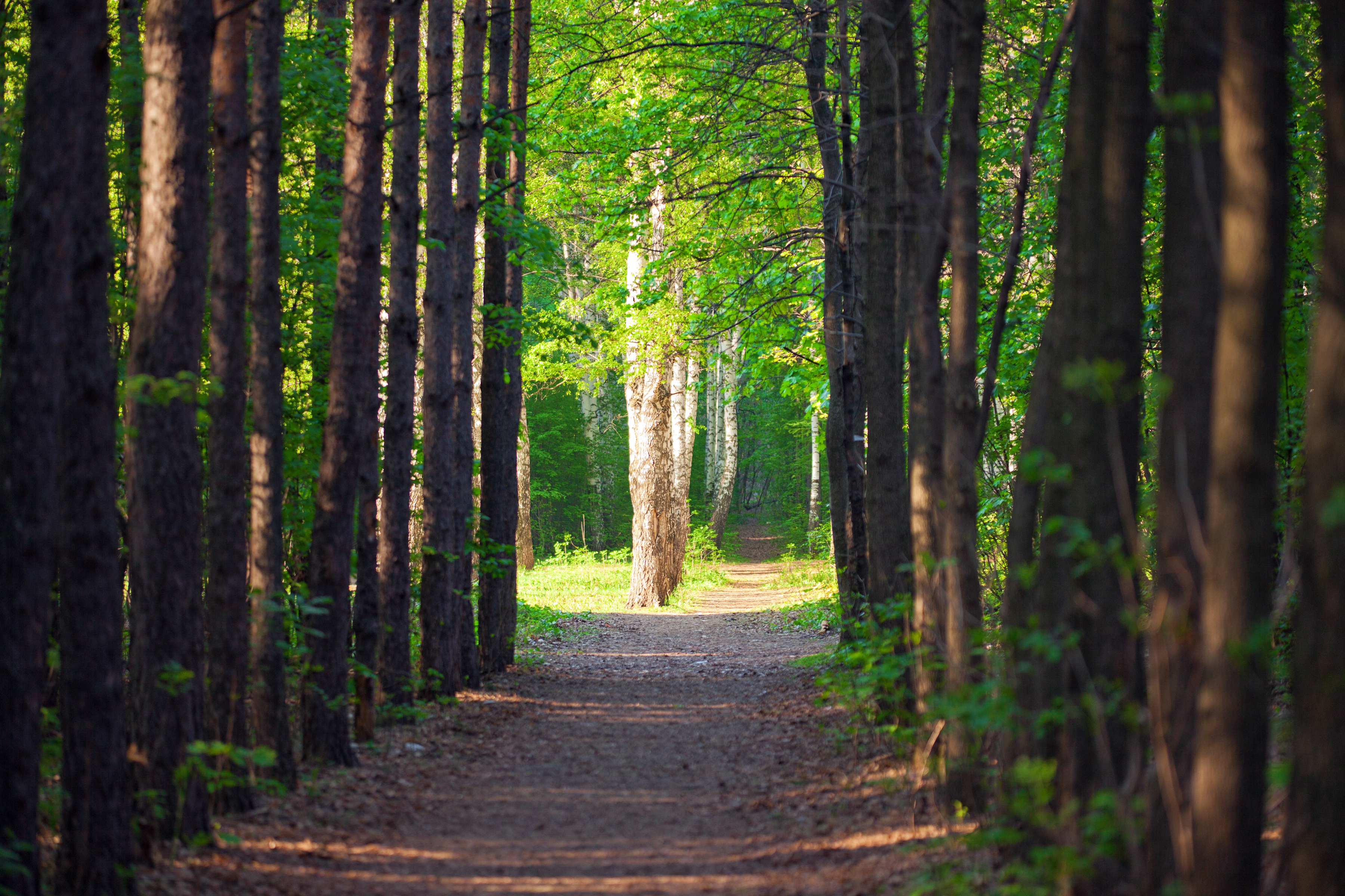 forest scene, Alley, Park, Way, Walkway, HQ Photo
