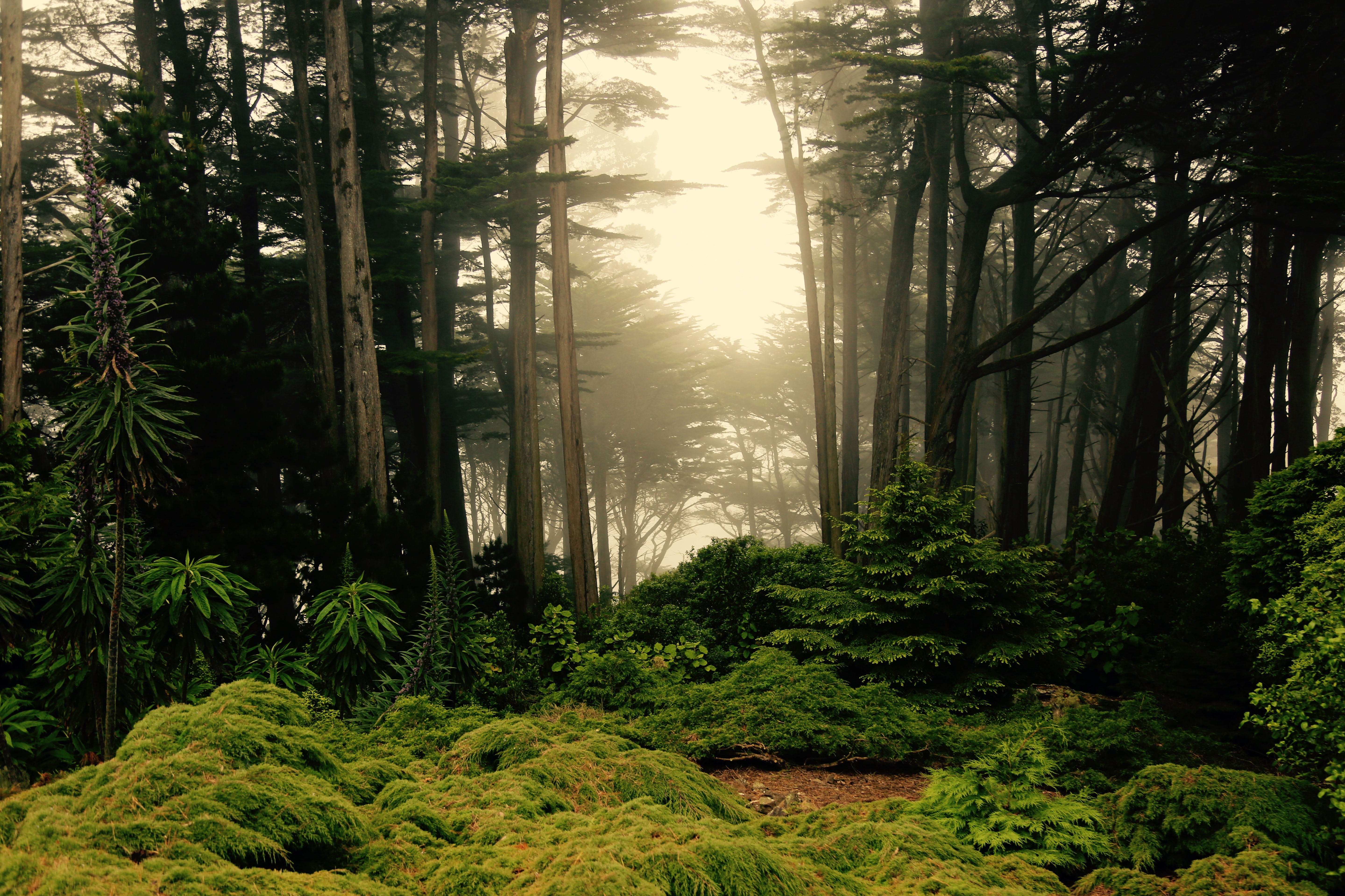 Magical forest scene in New Zealand image - Free stock photo ...