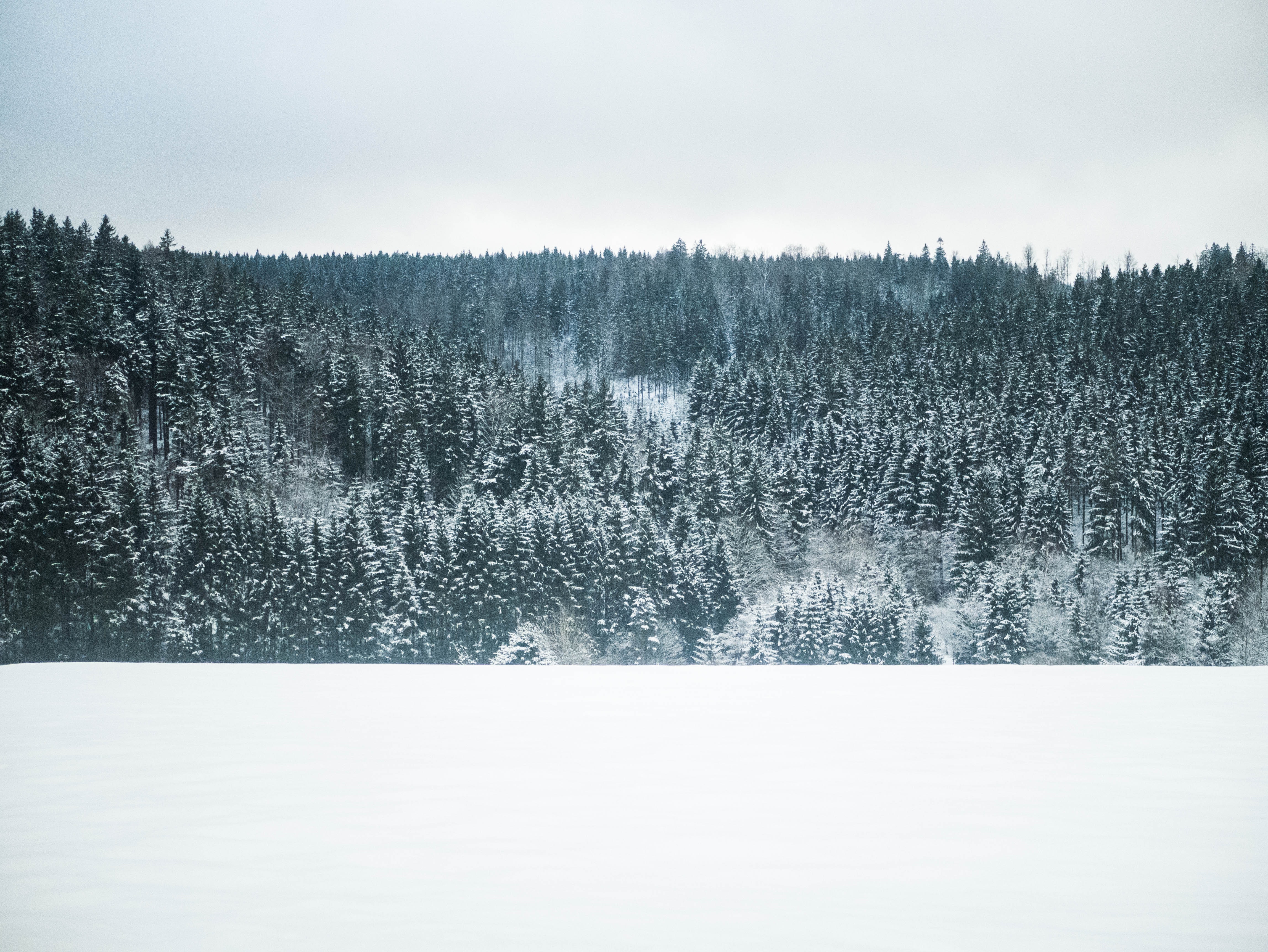 Forest Scene Illustration, Cold, Outdoors, Winter, Wide angle photography, HQ Photo