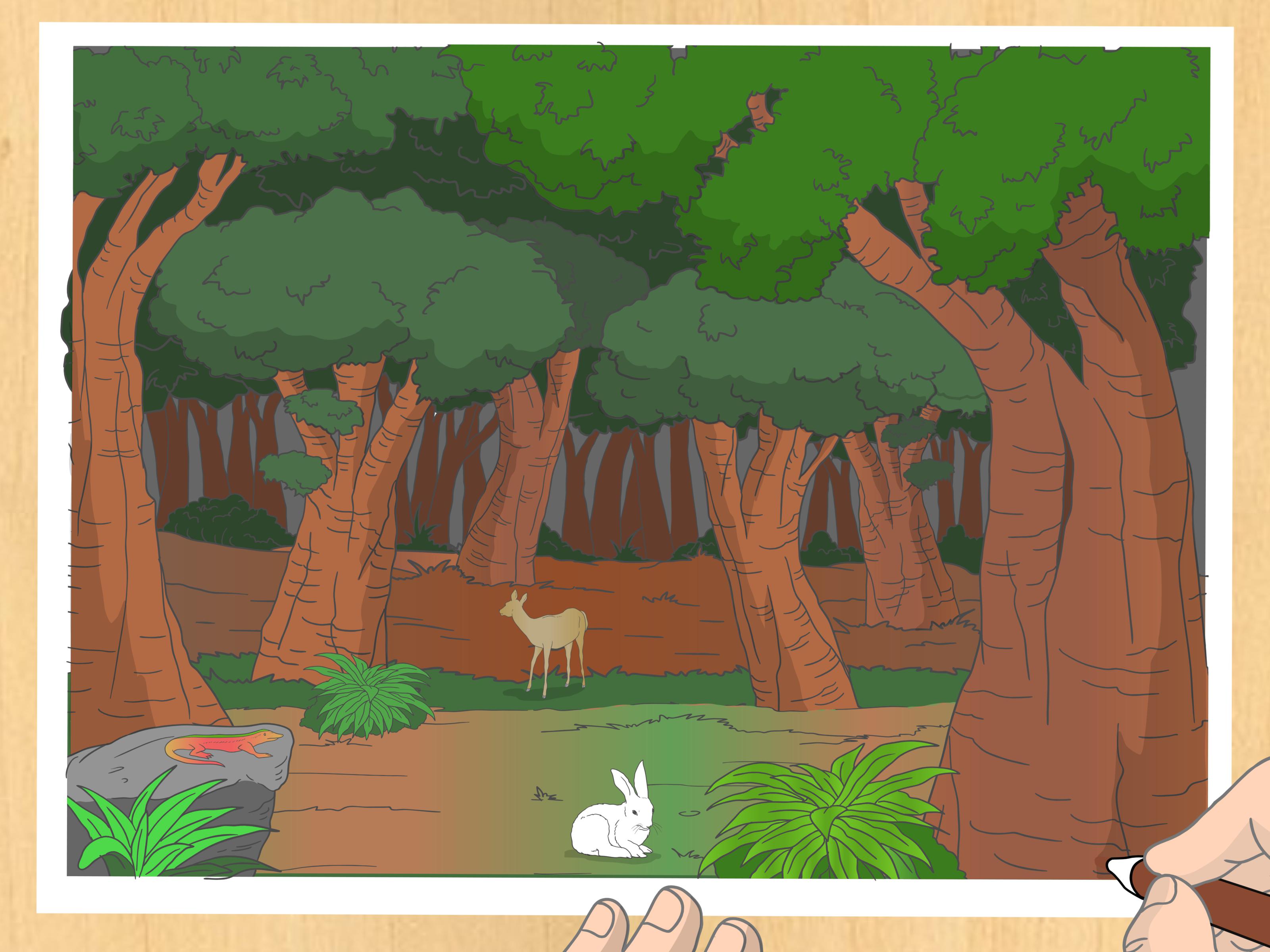 Forest scene illustration photo
